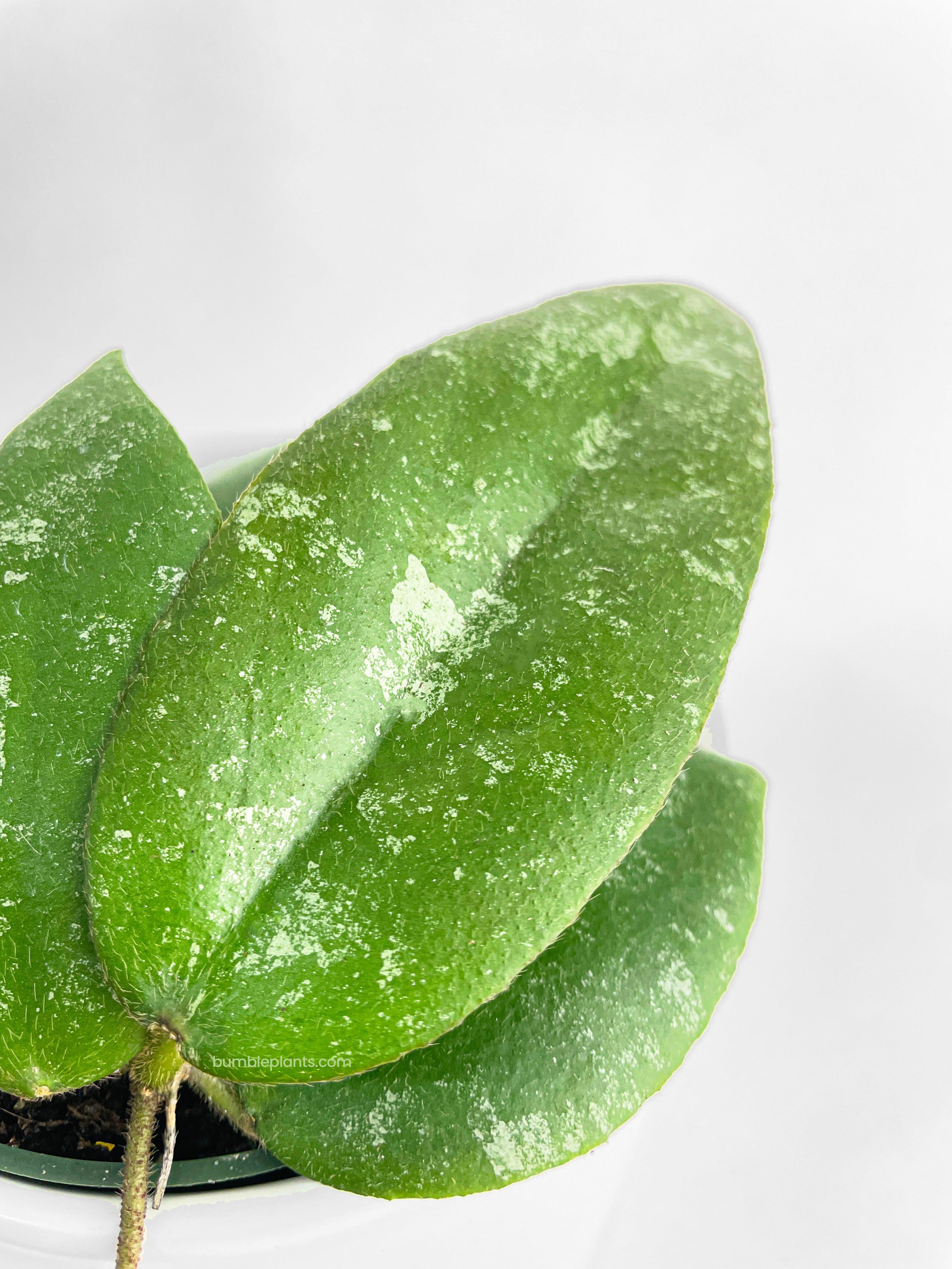 Hoya Caudata Sumatra - Bumble Plants