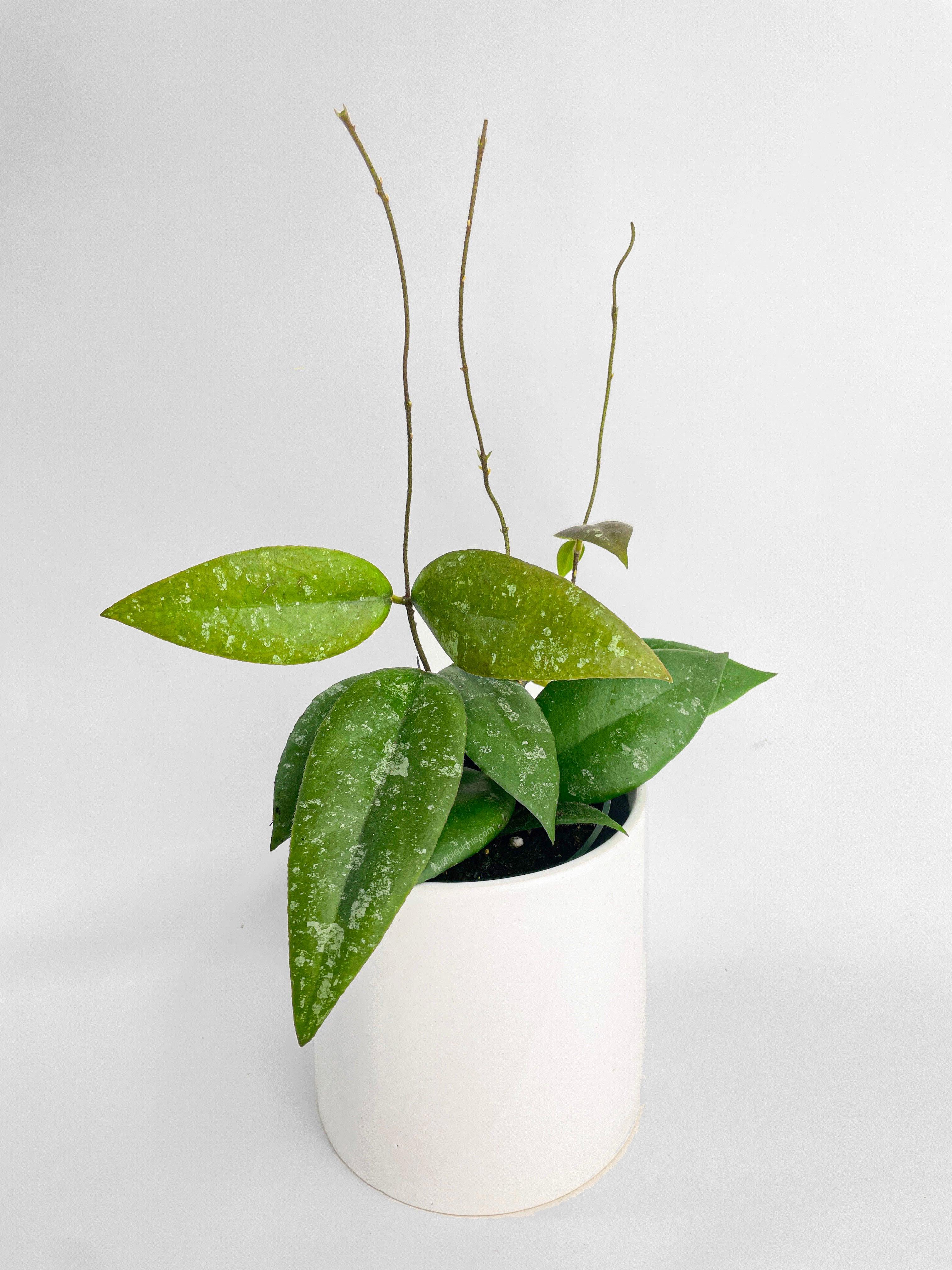 Hoya Caudata Sumatra - Bumble Plants