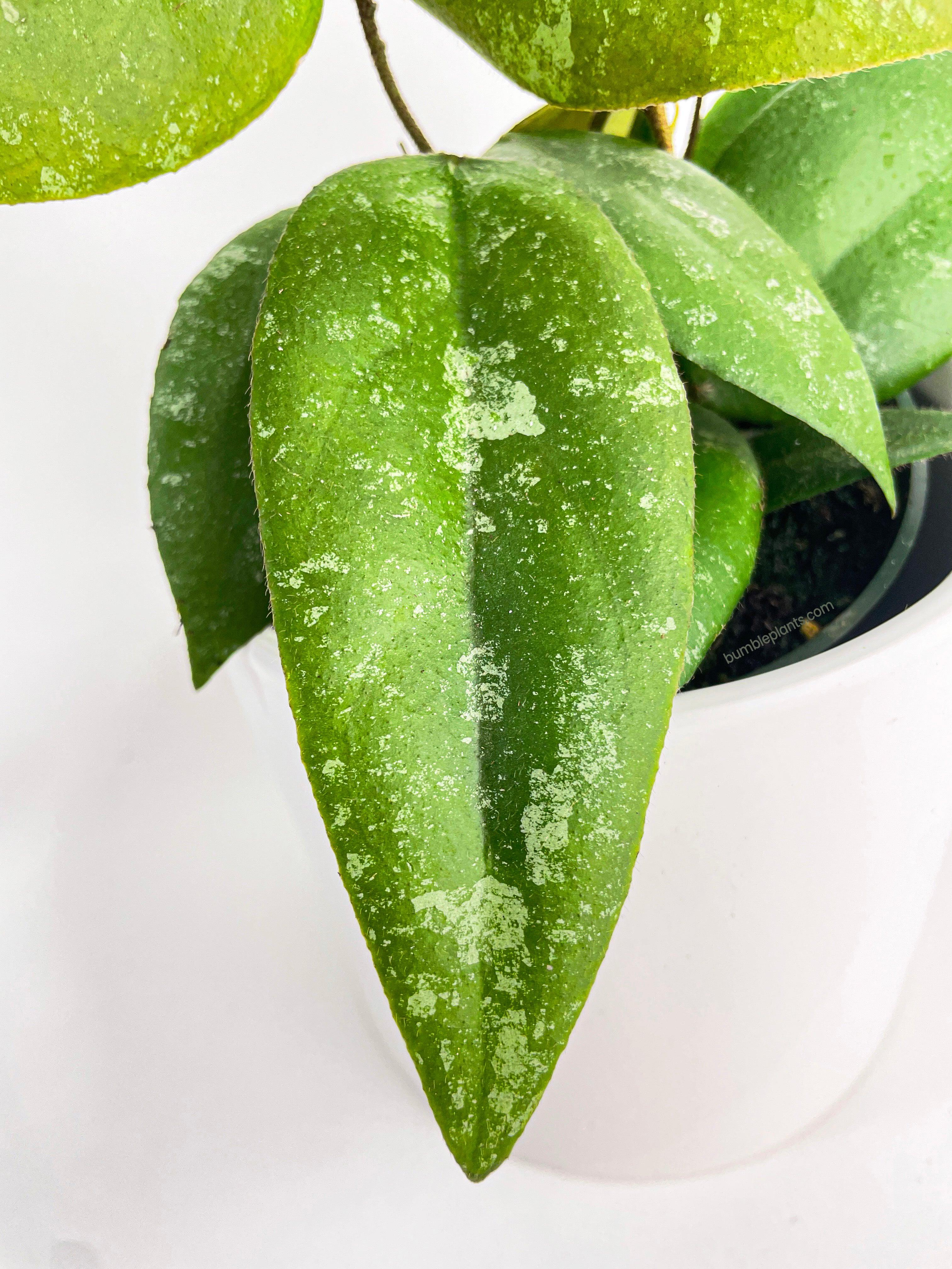 Hoya Caudata Sumatra - Bumble Plants