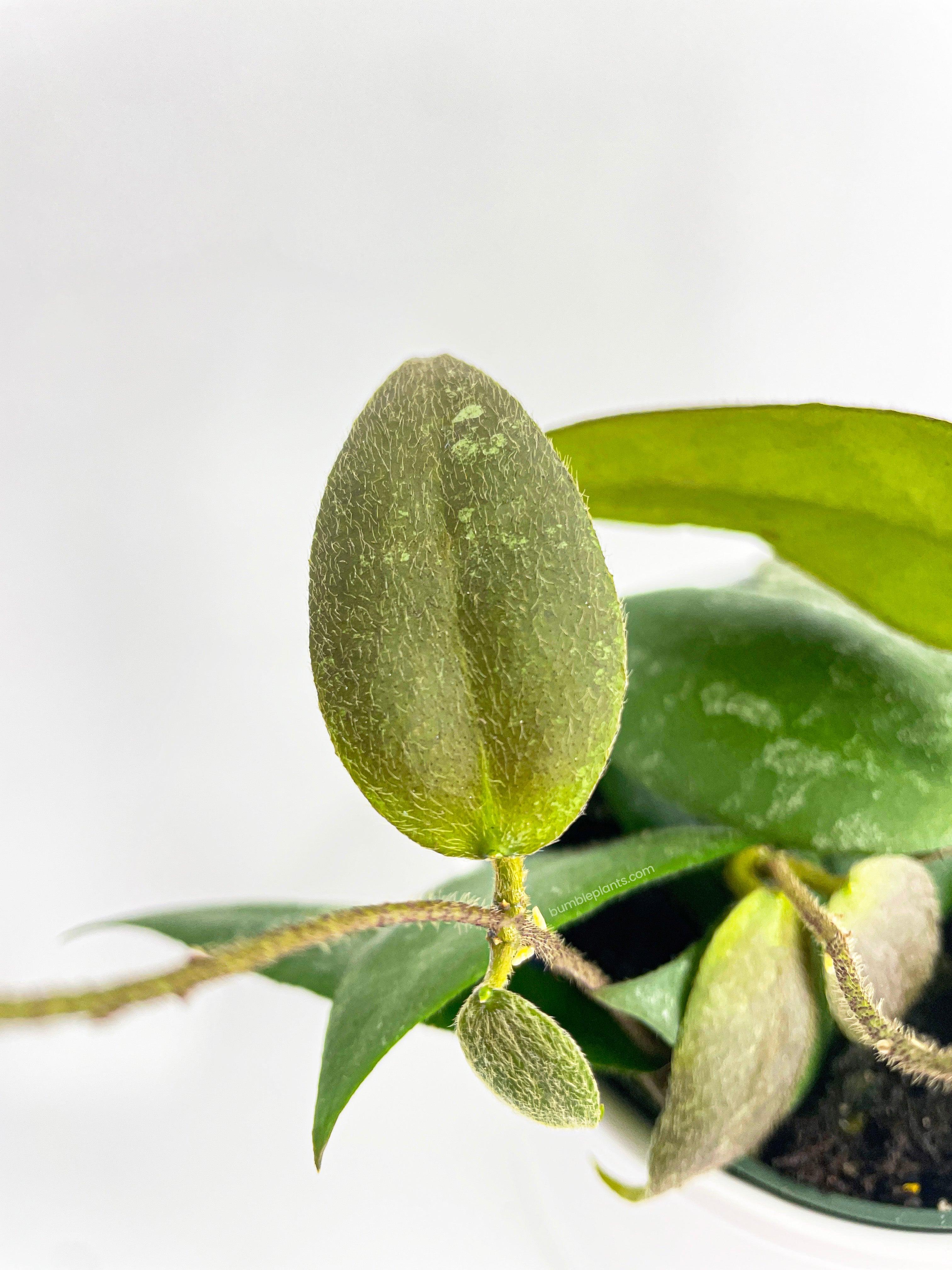 Hoya Caudata Sumatra - Bumble Plants