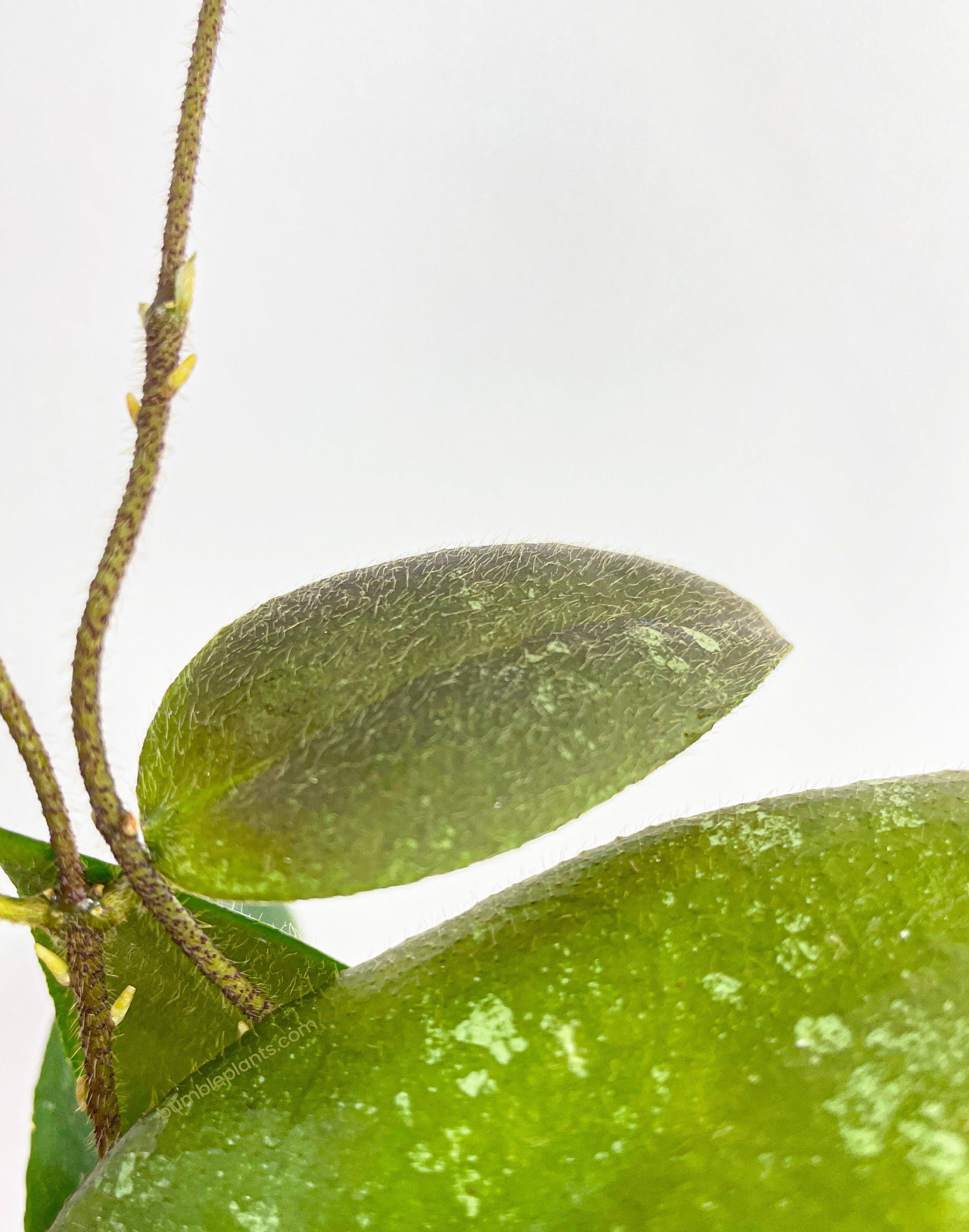 Hoya Caudata Sumatra - Bumble Plants