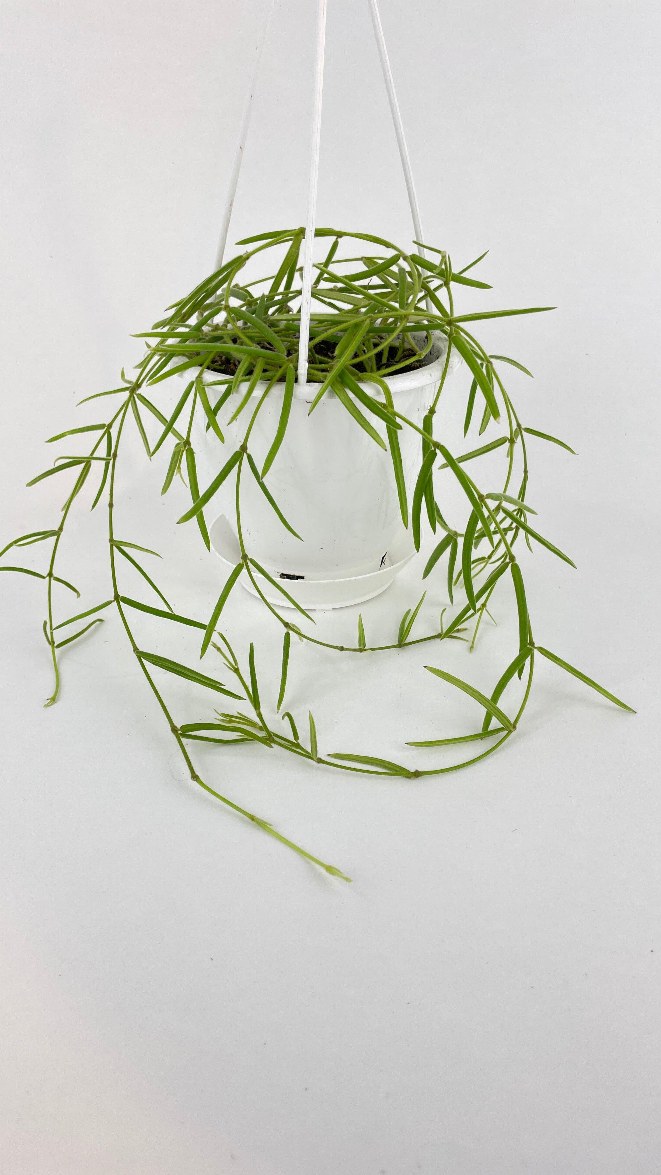 Hoya Linearis - Bumble Plants