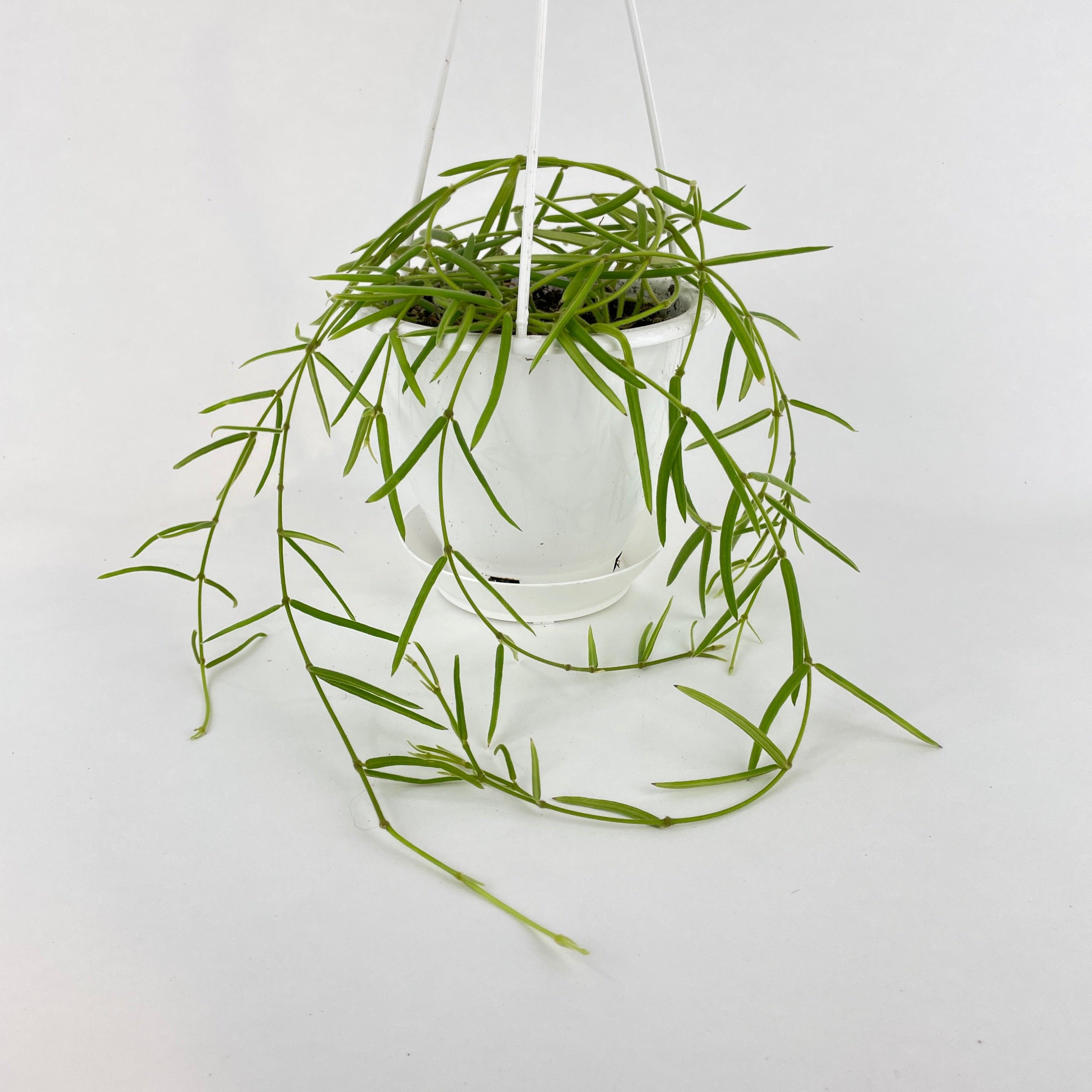 Hoya Linearis - Bumble Plants