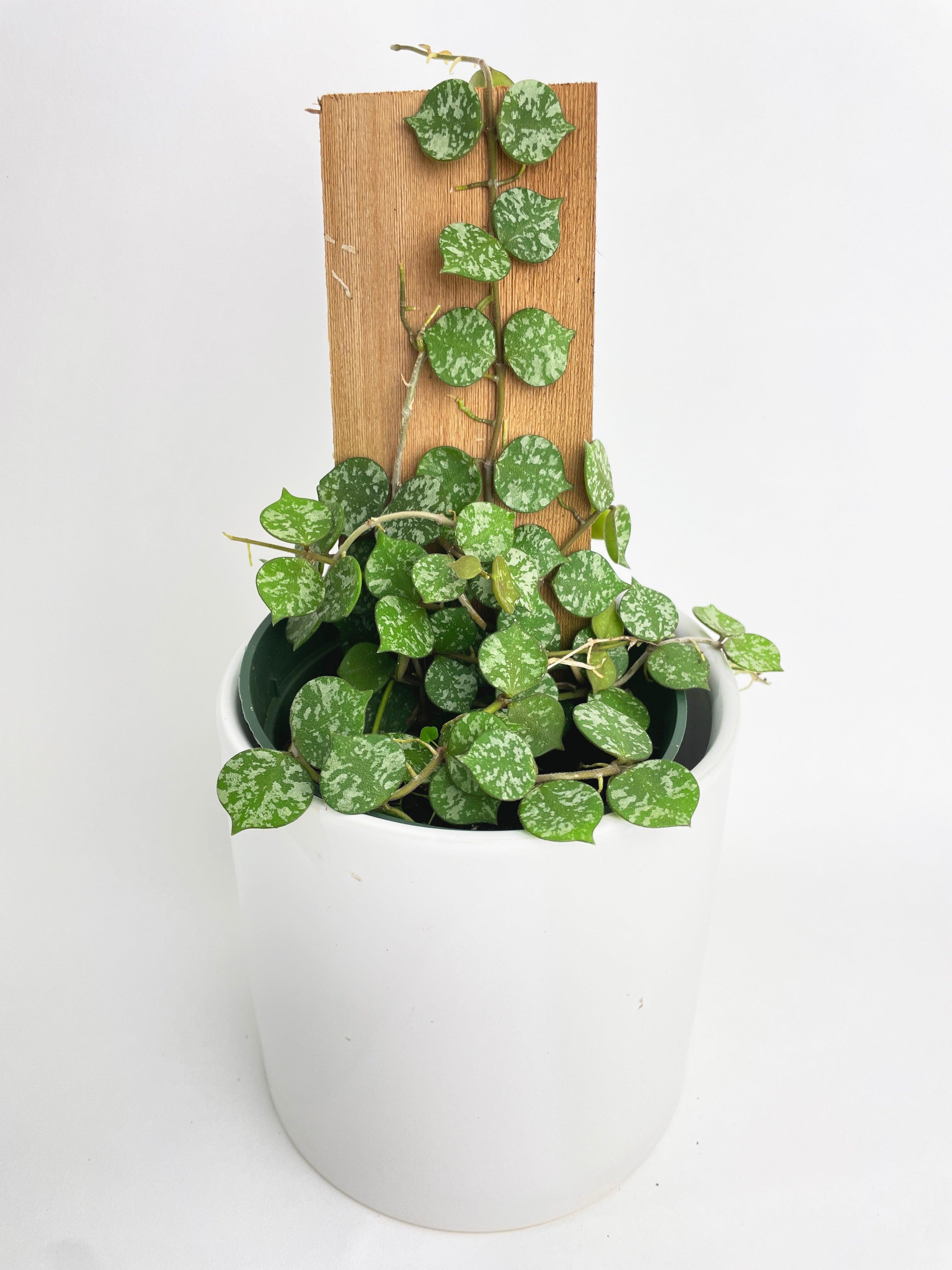 Hoya Curtisii - Bumble Plants