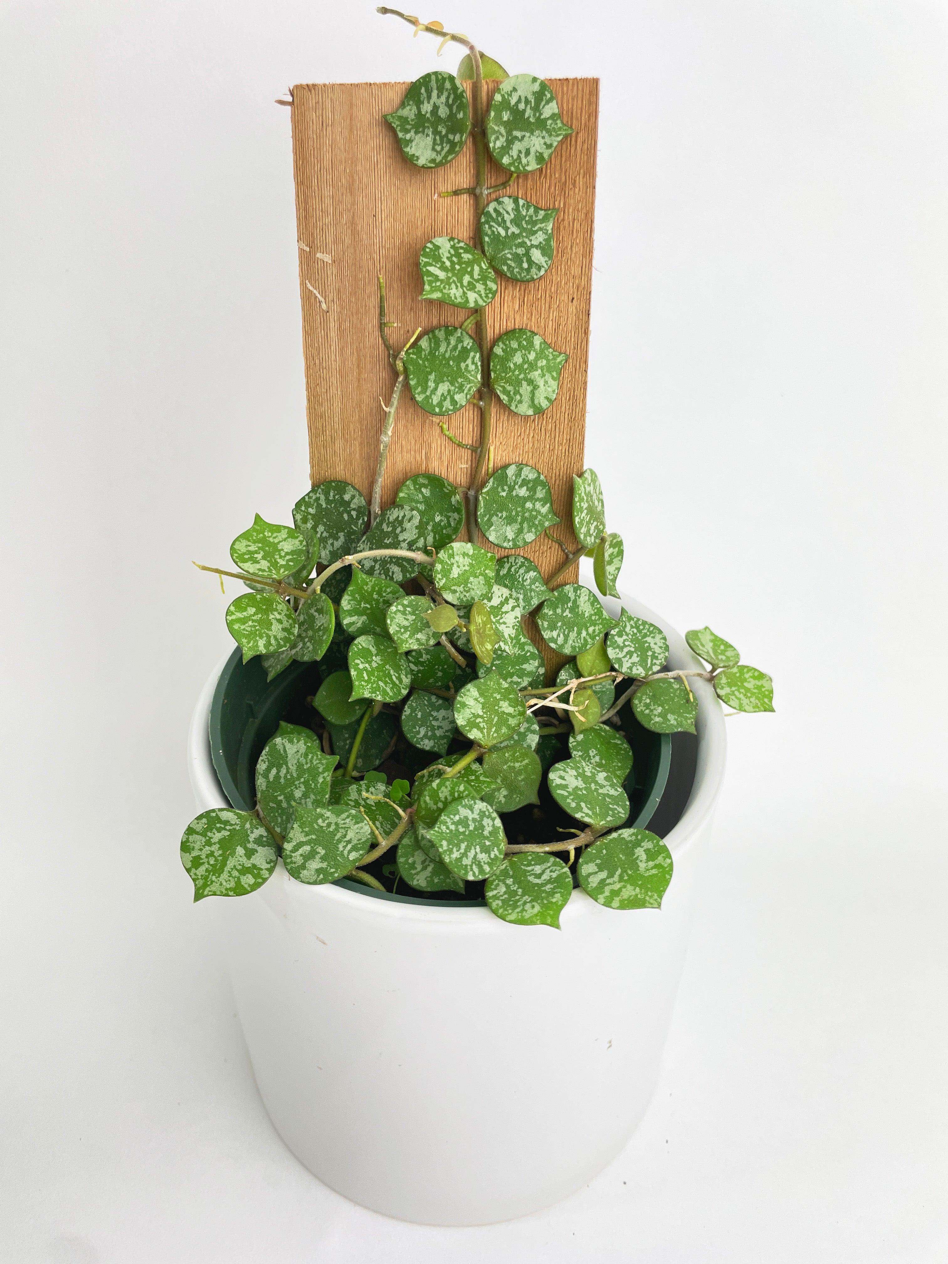 Hoya Curtisii - Bumble Plants