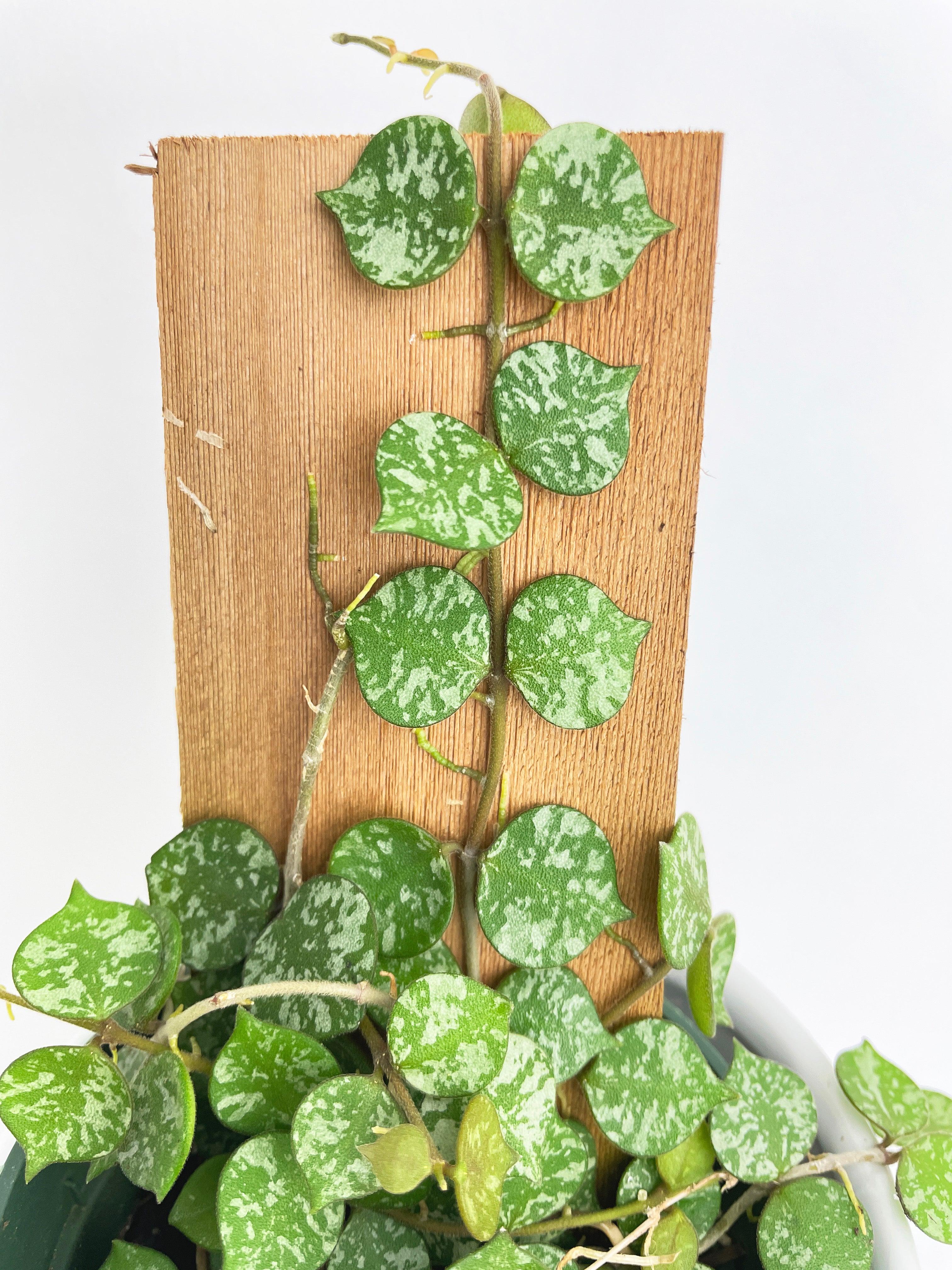 Hoya Curtisii - Bumble Plants