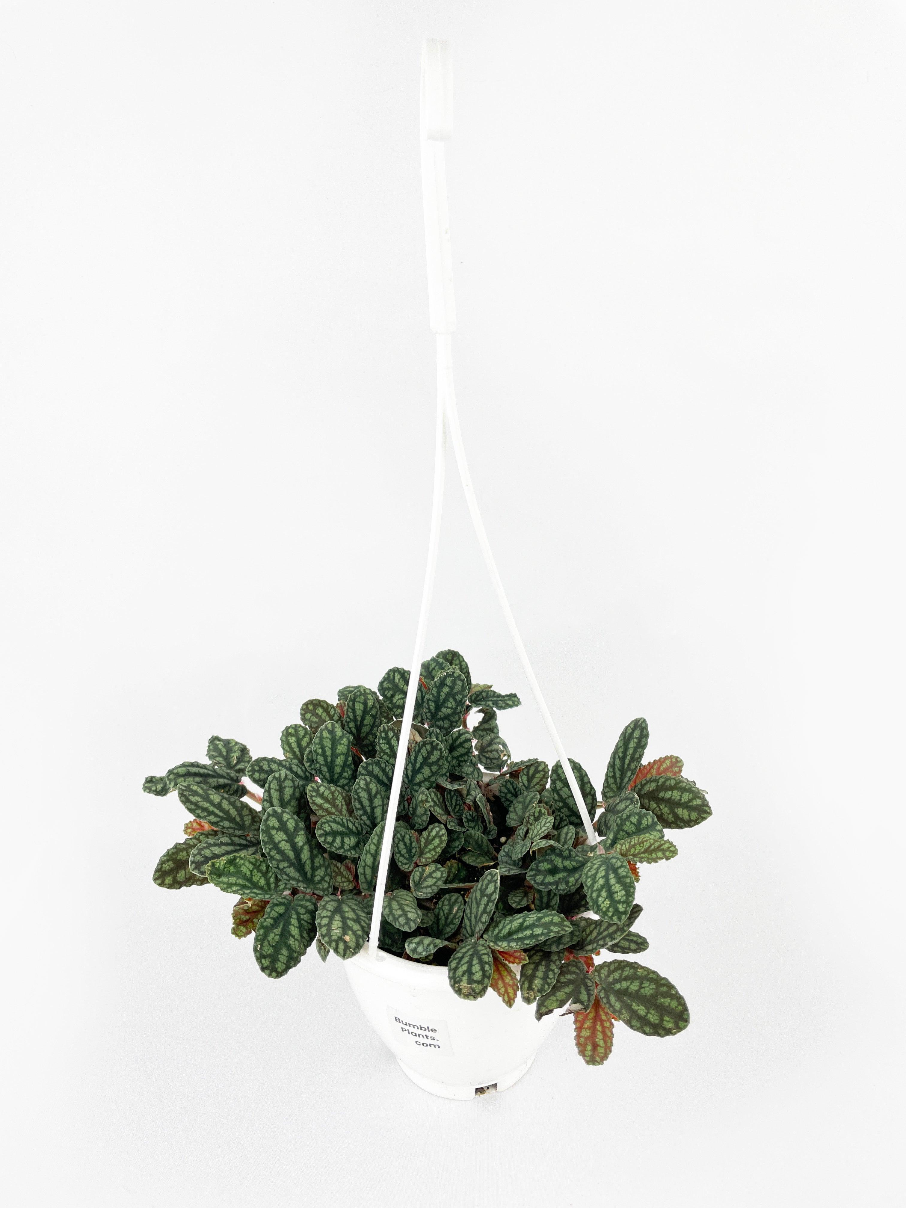 Watermelon Begonia (Pellionia Pulchra) - Bumble Plants