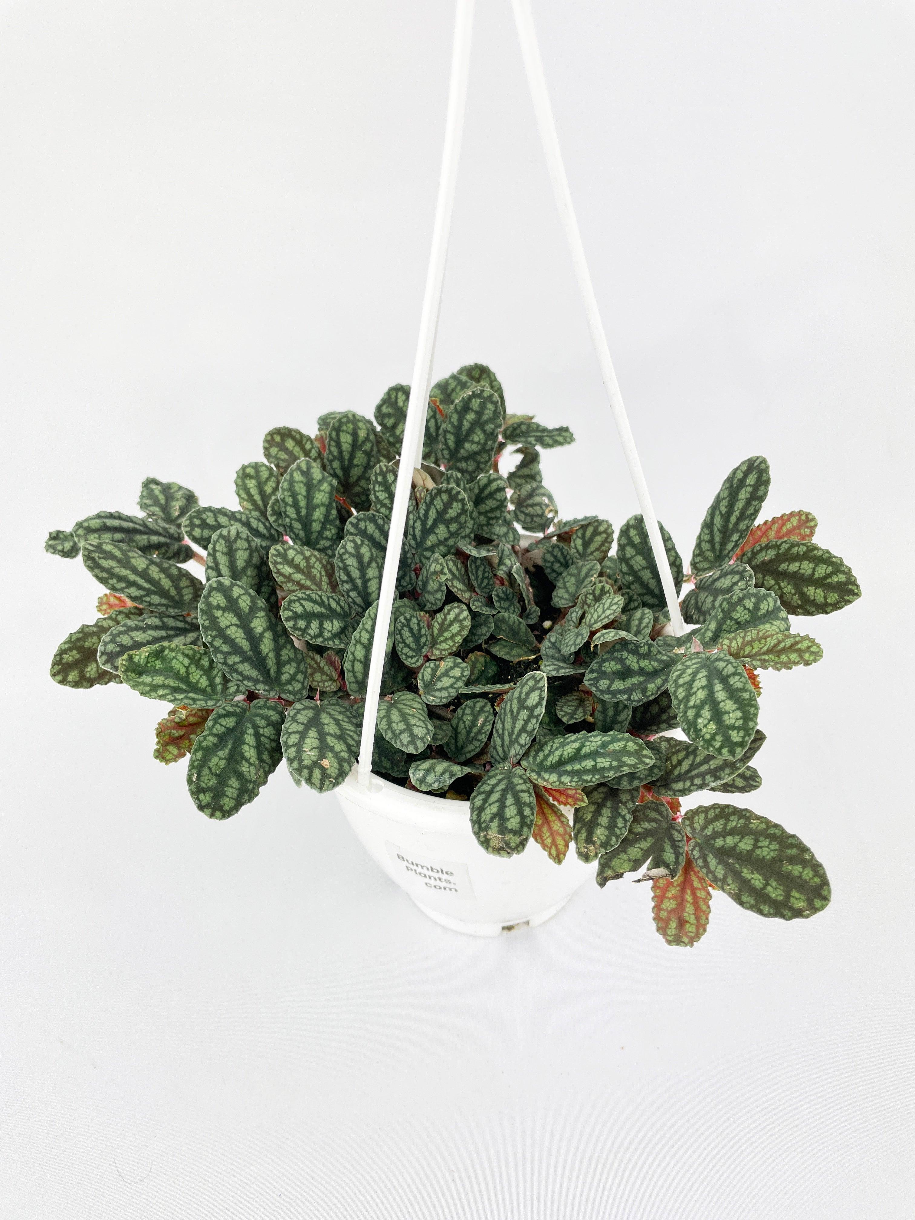 Watermelon Begonia (Pellionia Pulchra) - Bumble Plants