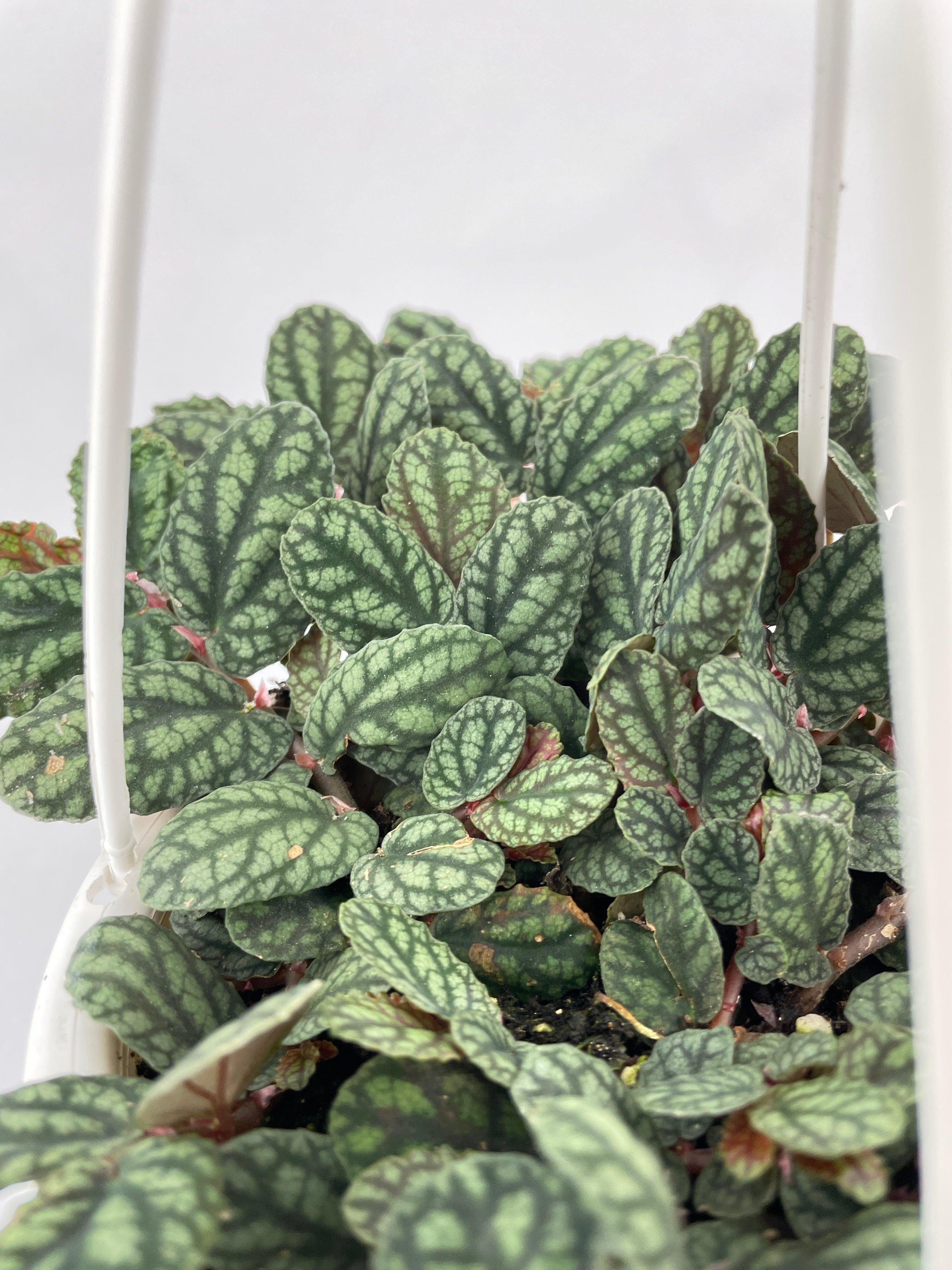 Watermelon Begonia (Pellionia Pulchra) - Bumble Plants