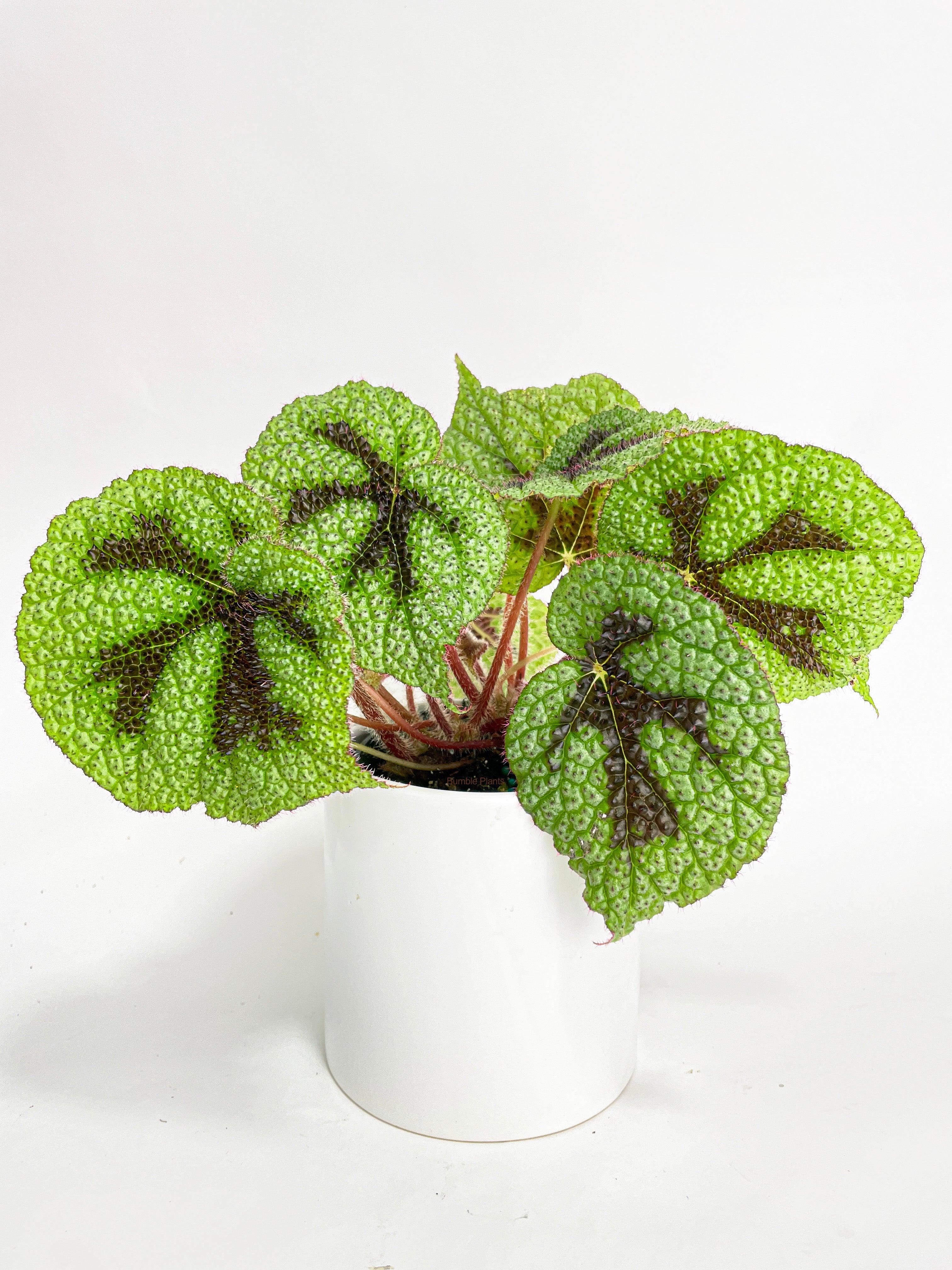 Begonia Masoniana 'Iron Cross' - Bumble Plants