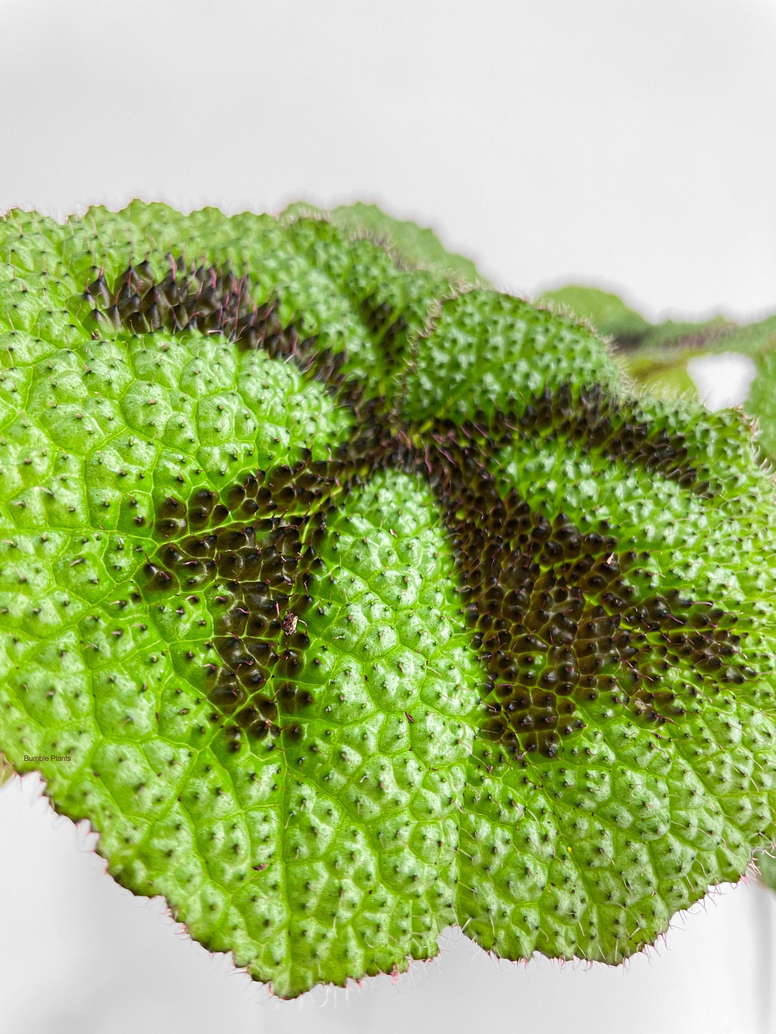 Begonia Masoniana 'Iron Cross' - Bumble Plants