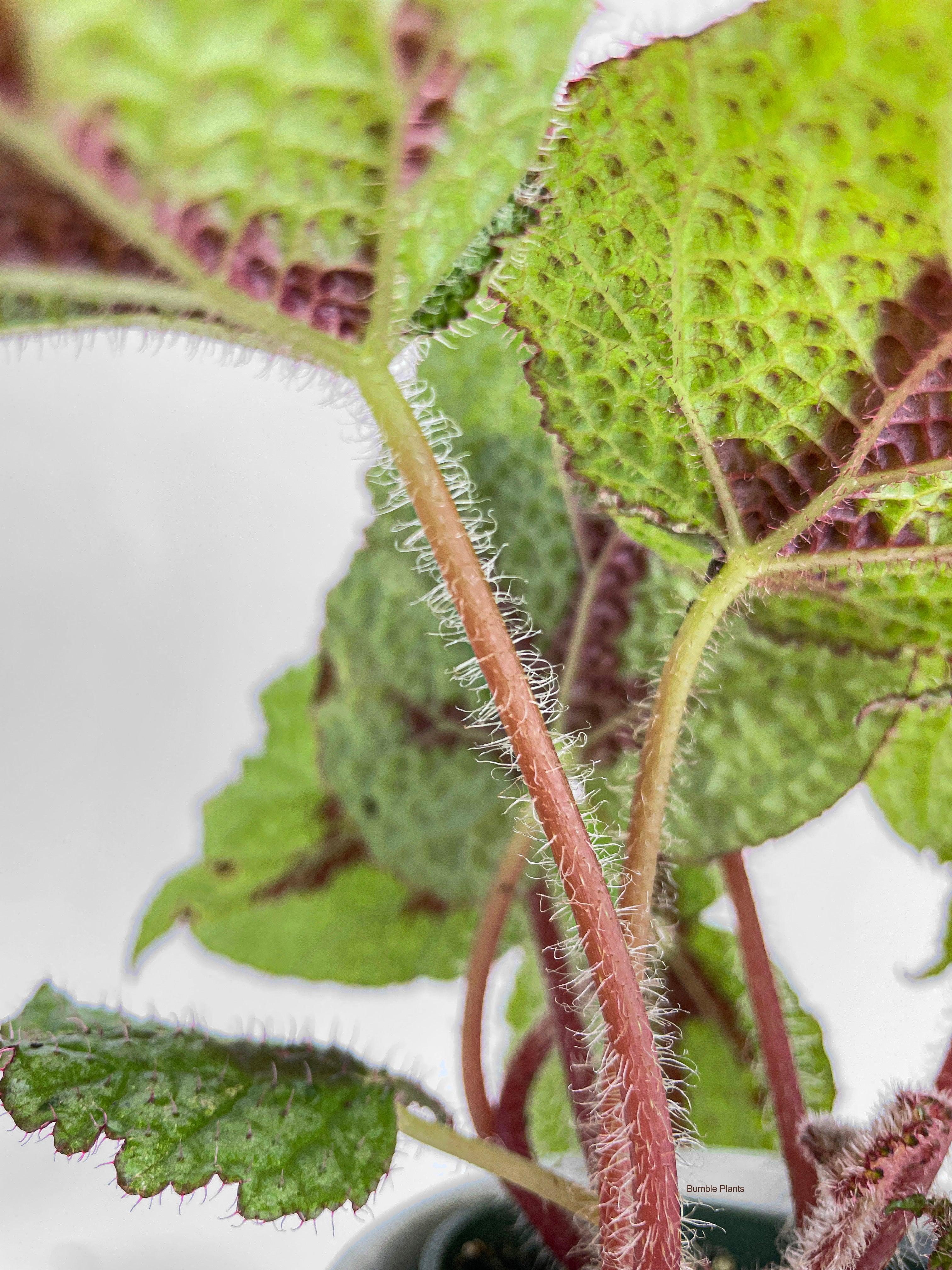 Begonia Masoniana 'Iron Cross' - Bumble Plants