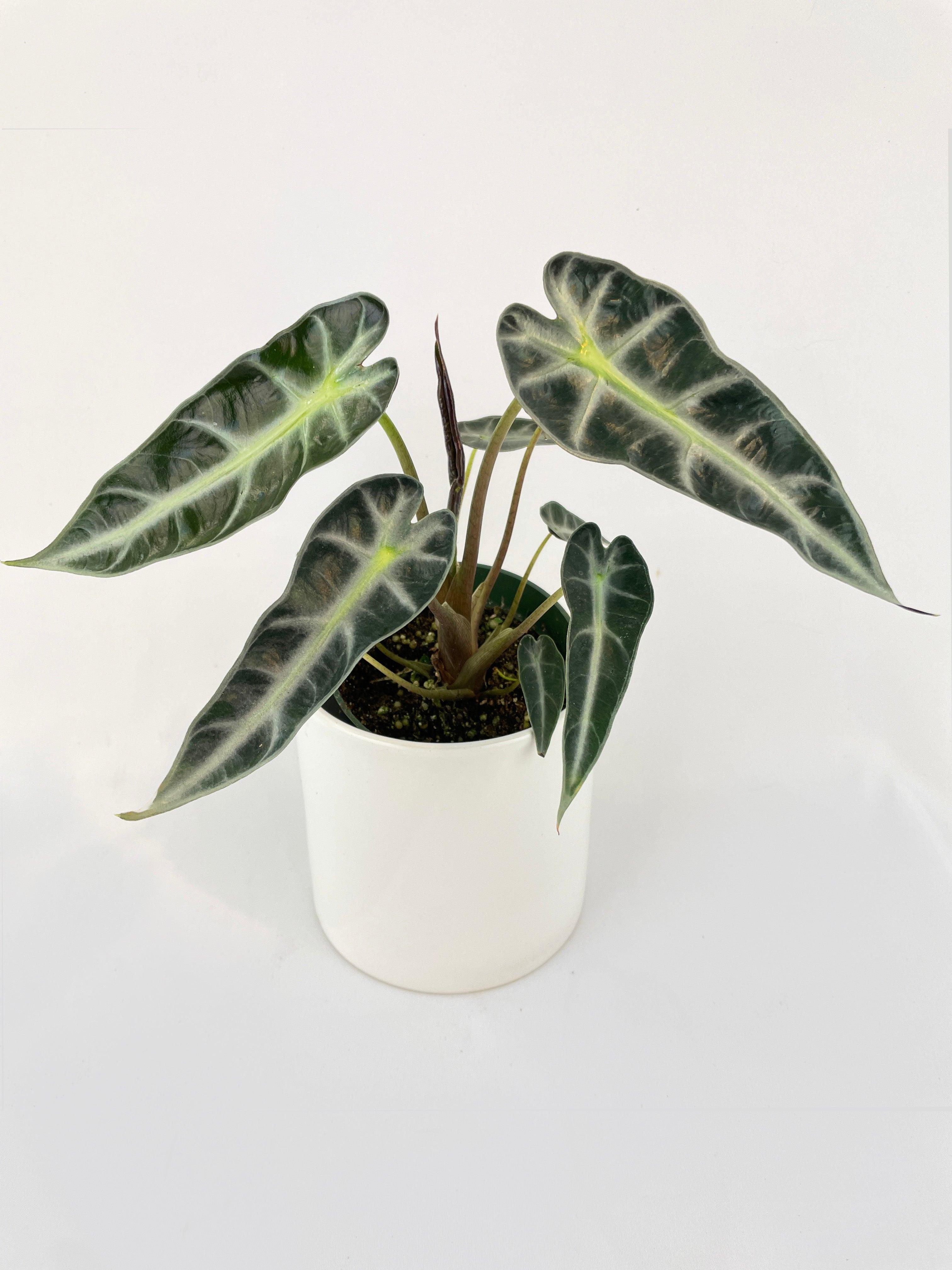 Alocasia Bambino Arrow Plant - Bumble Plants