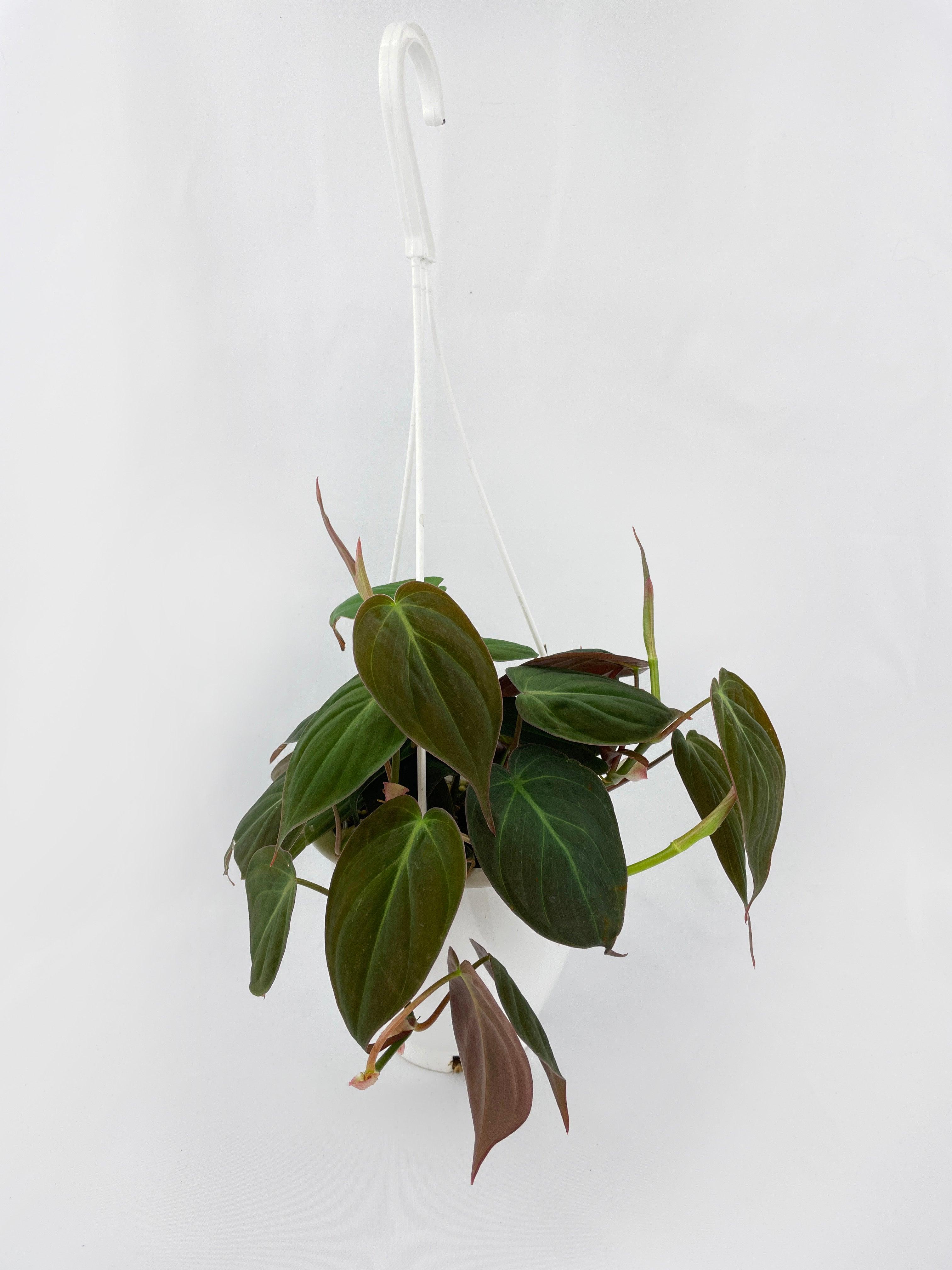 Philodendron Micans Velvet Leaves - Bumble Plants
