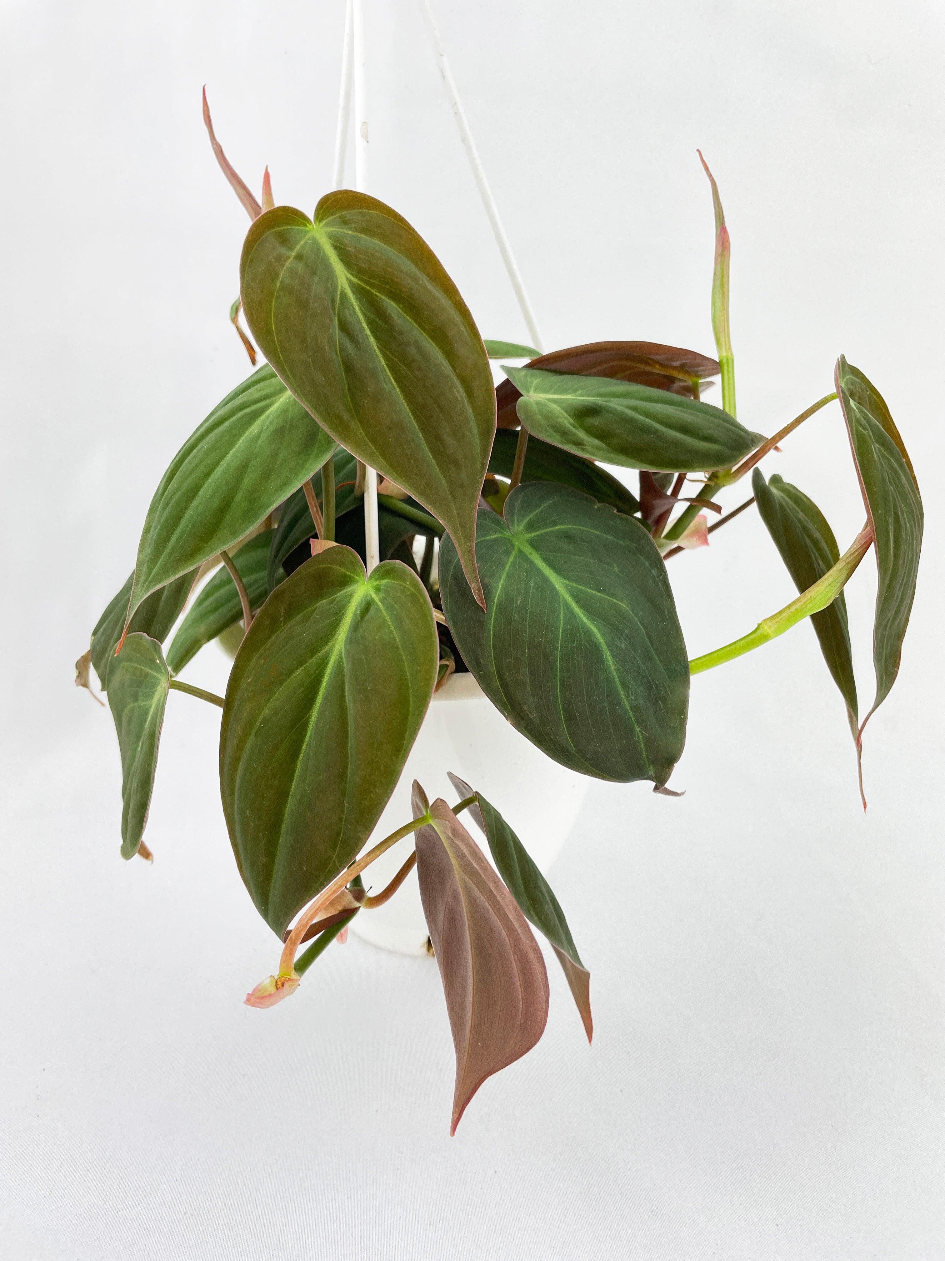 Philodendron Micans Velvet Leaves - Bumble Plants