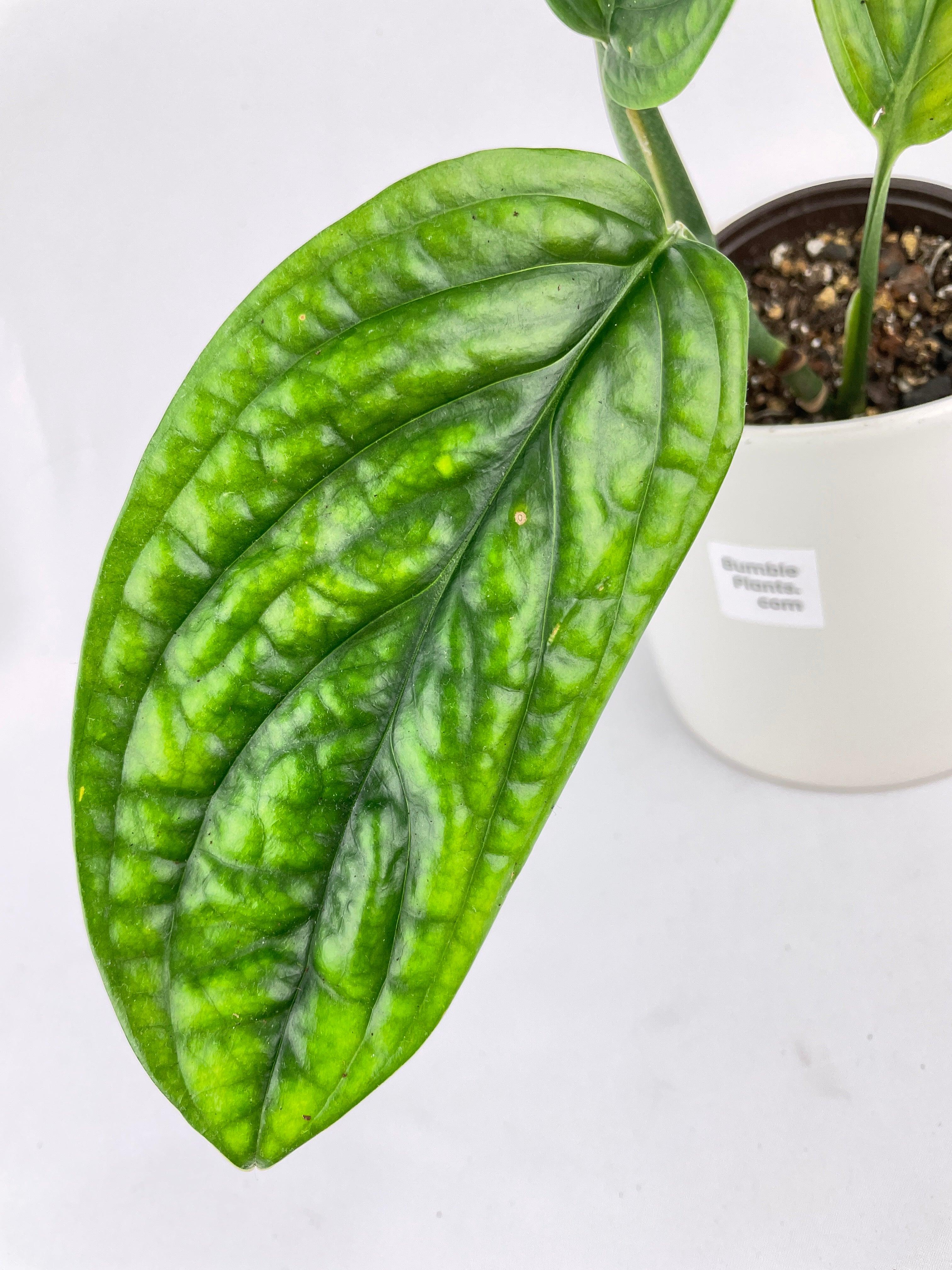 Monstera Peru Karstenianum - Bumble Plants