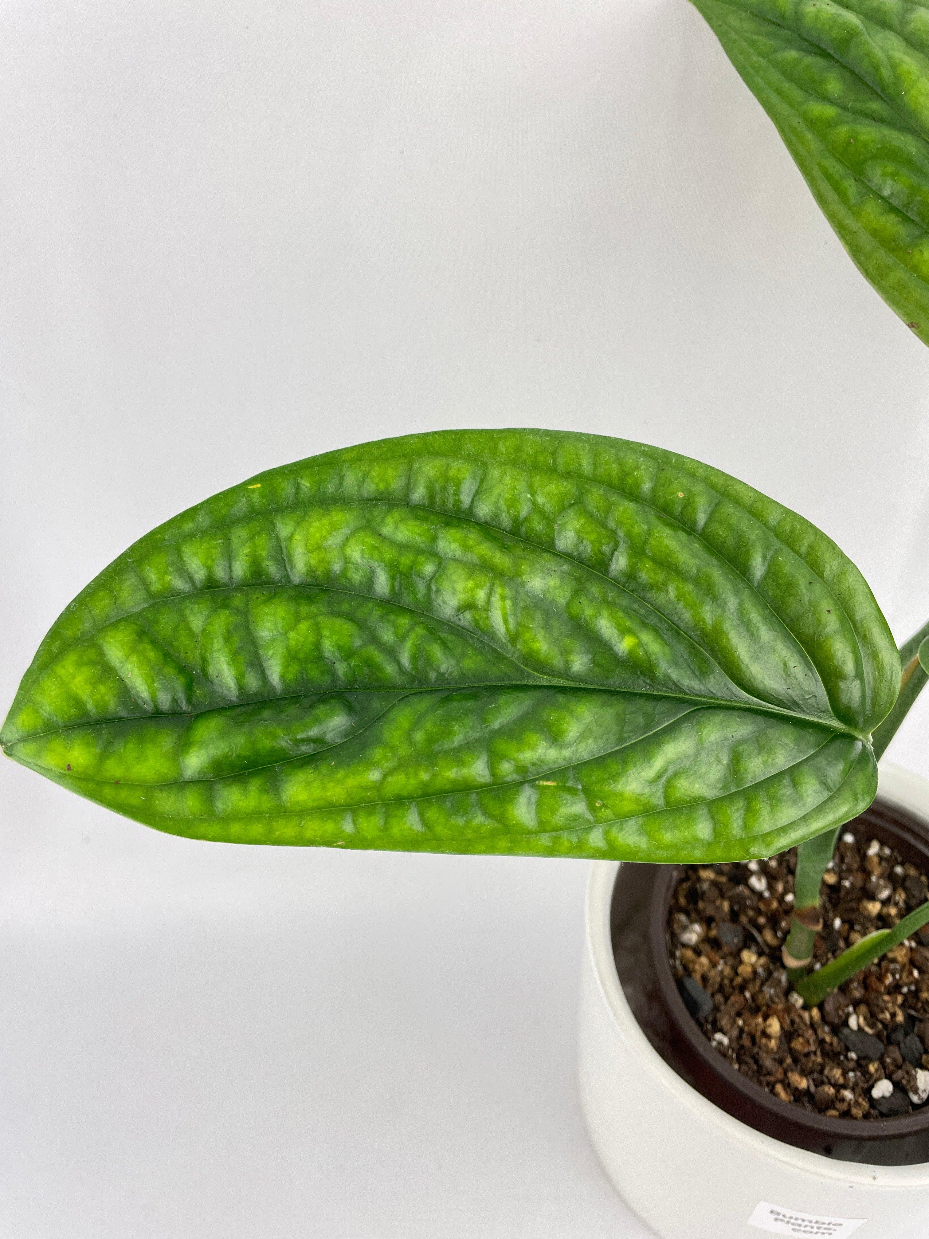 Monstera Peru Karstenianum - Bumble Plants