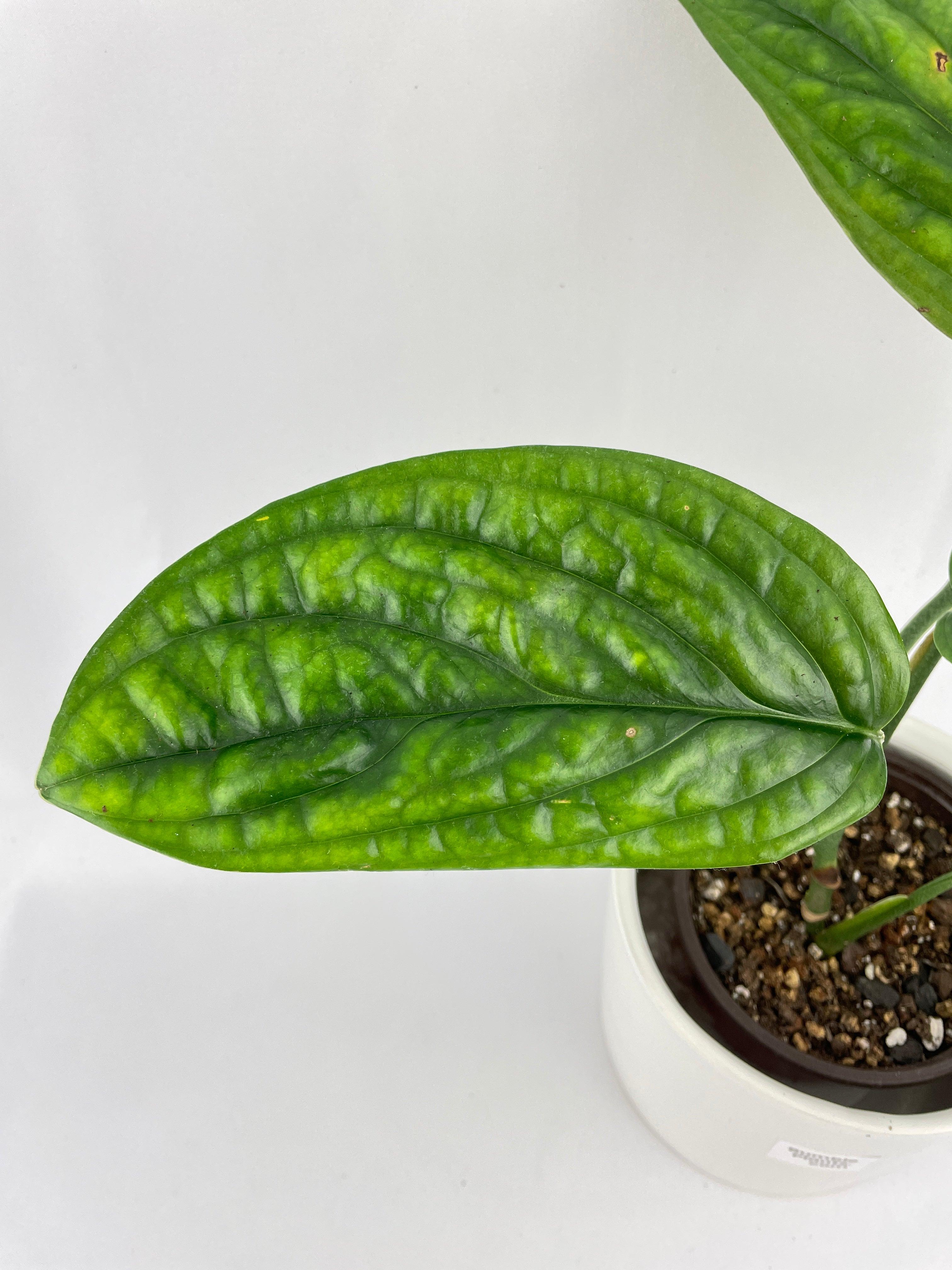Monstera Peru Karstenianum - Bumble Plants