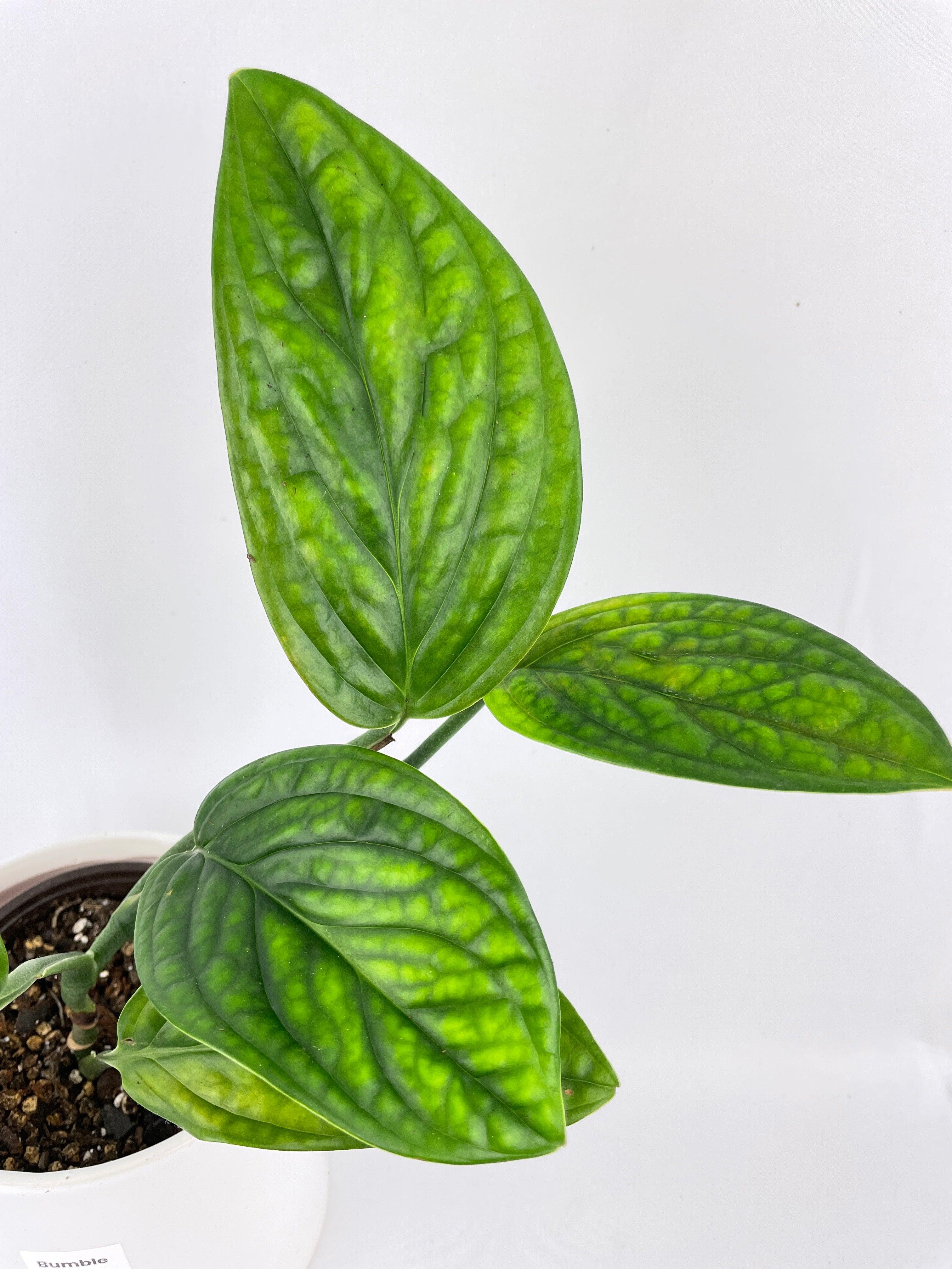 Monstera Peru Karstenianum - Bumble Plants