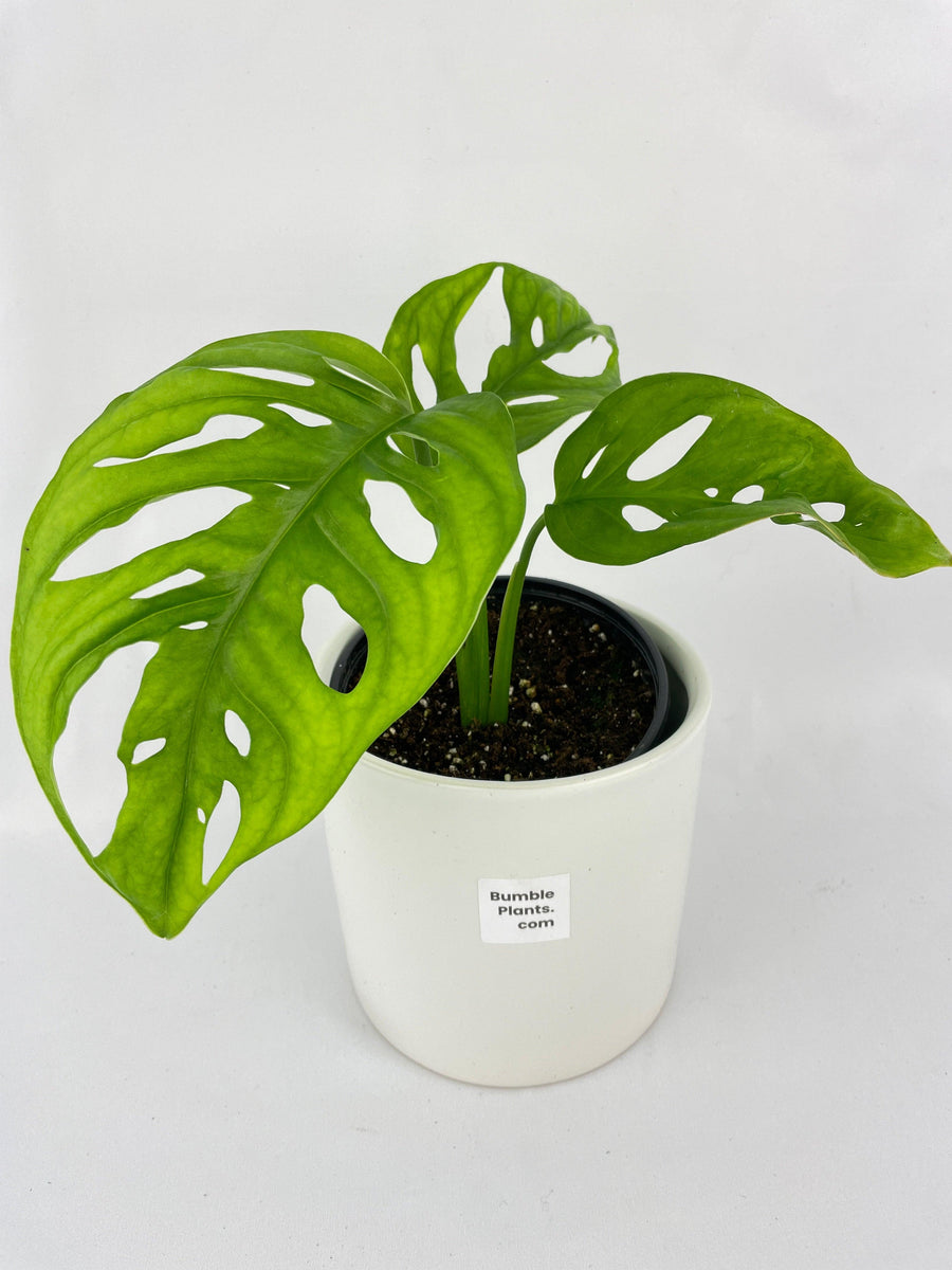 monstera adansonii round form Live Monstera Adansonii Wide Leaf Form