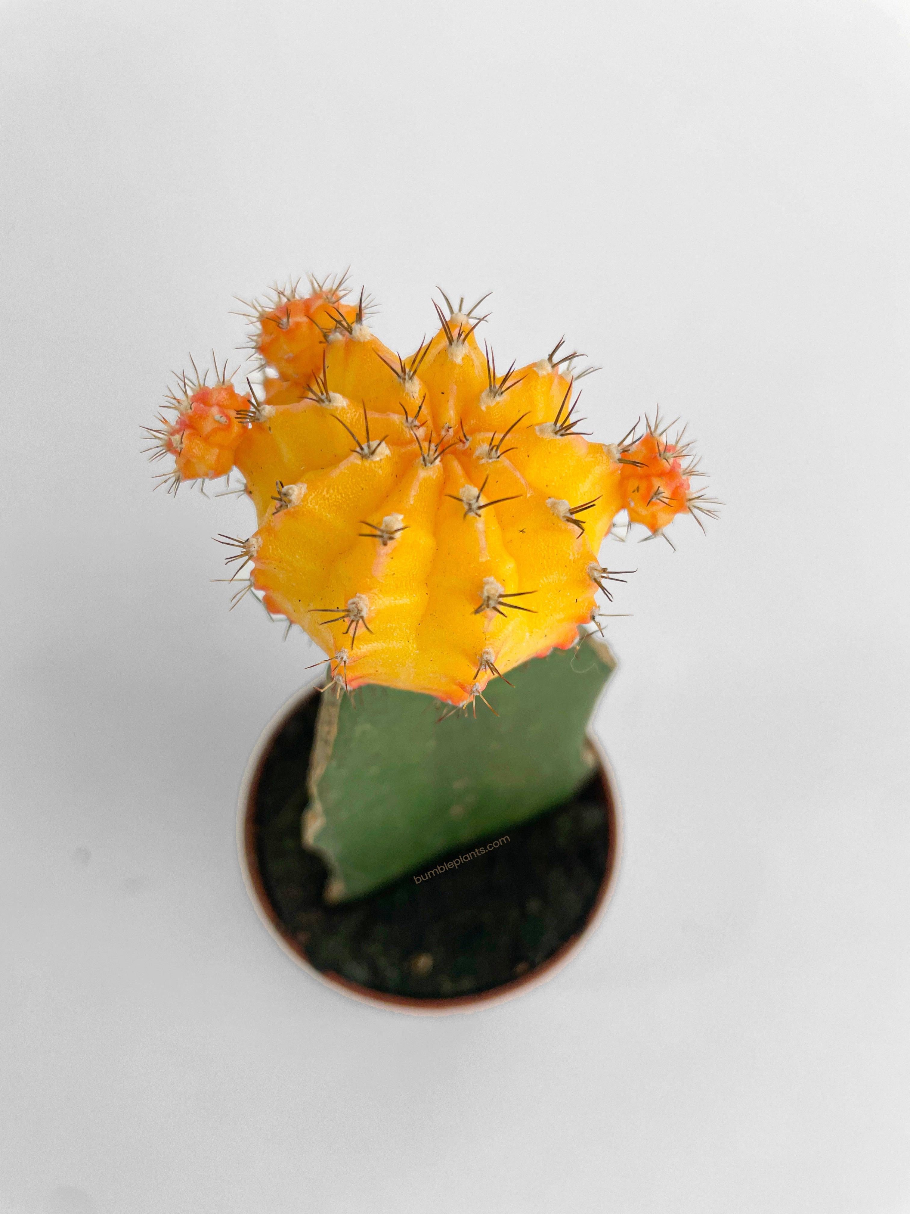 Moon Cactus Grafted 'Gymnocalicium Mihanovichii' - Bumble Plants