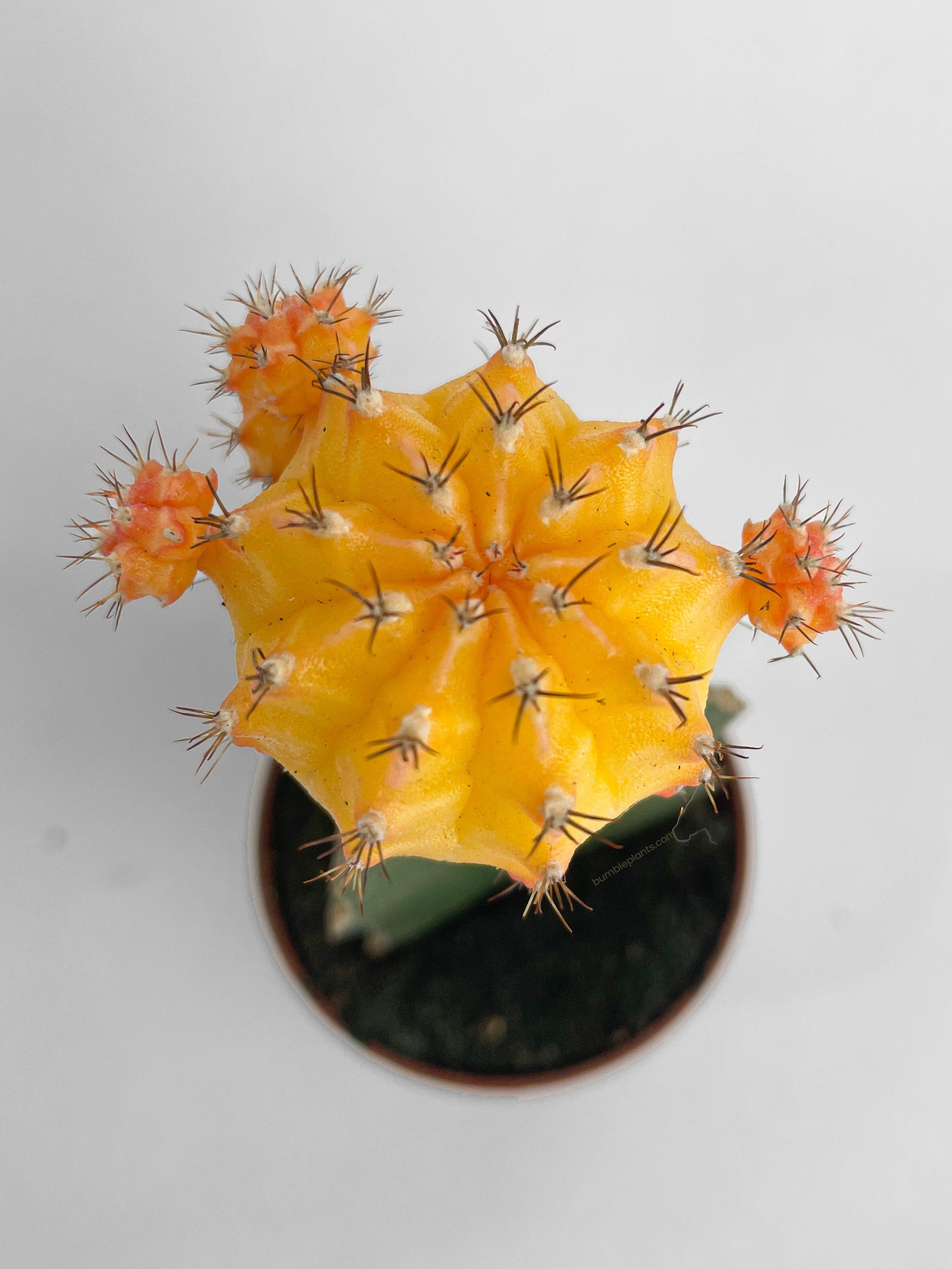 Moon Cactus Grafted 'Gymnocalicium Mihanovichii' - Bumble Plants