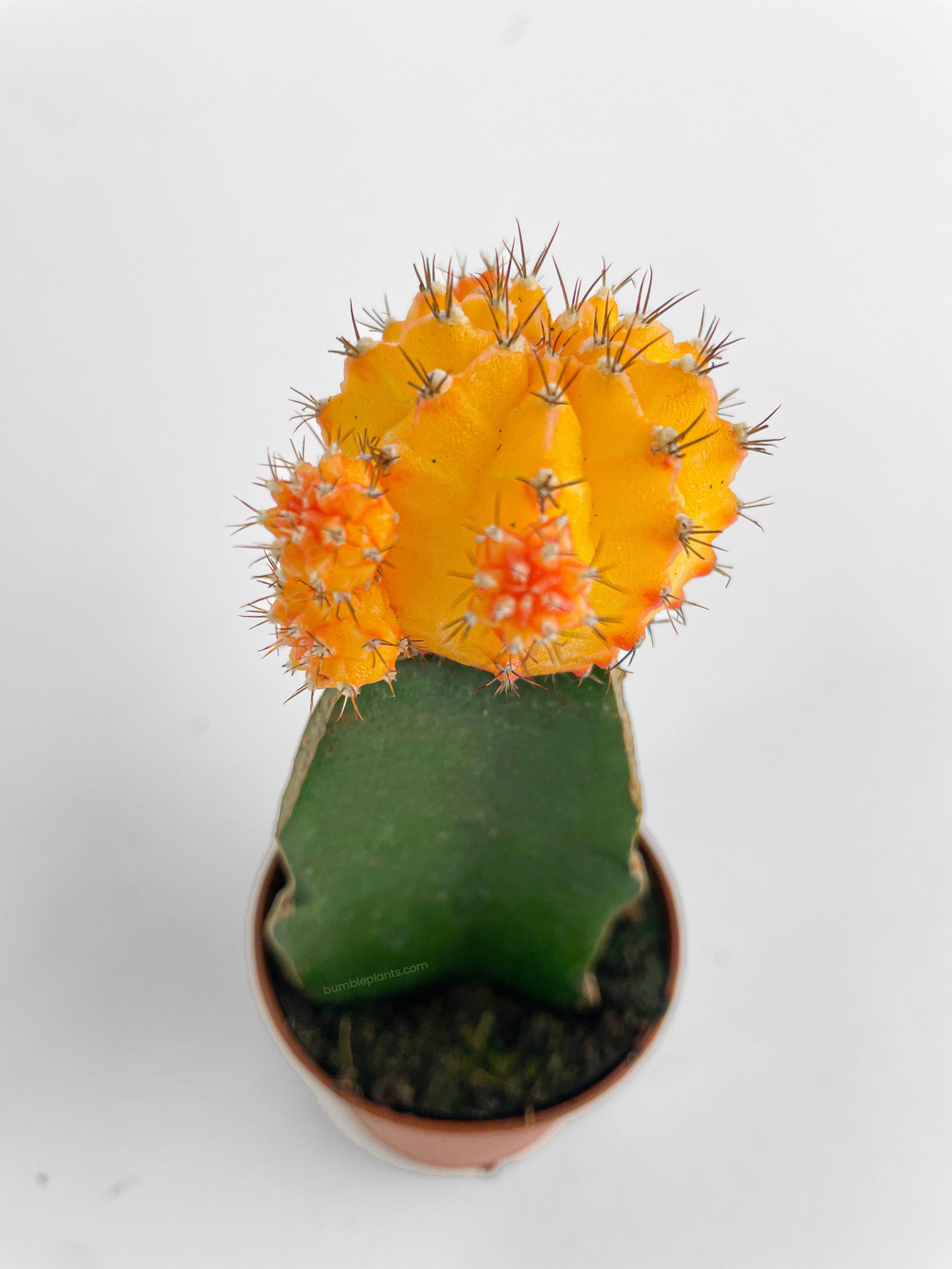 Moon Cactus Grafted 'Gymnocalicium Mihanovichii' - Bumble Plants
