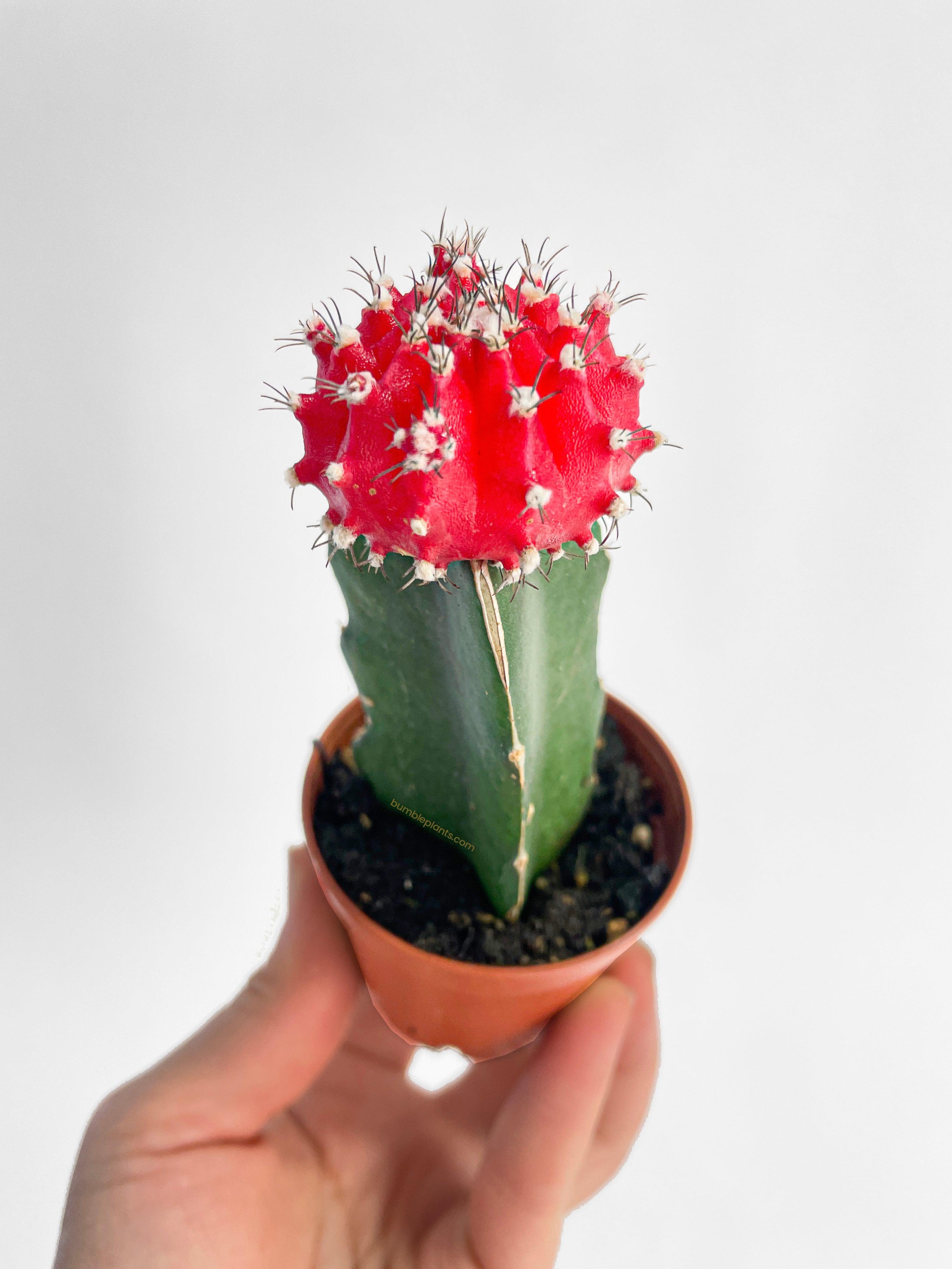 Moon Cactus Grafted 'Gymnocalicium Mihanovichii' - Bumble Plants