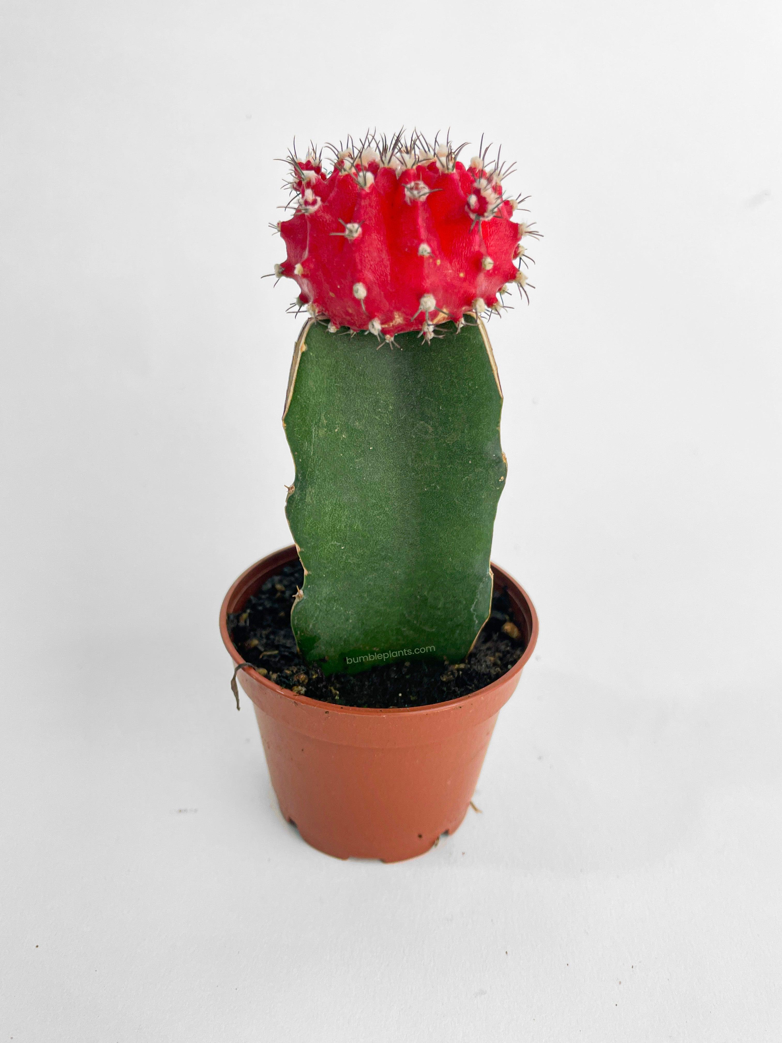 Moon Cactus Grafted 'Gymnocalicium Mihanovichii' - Bumble Plants