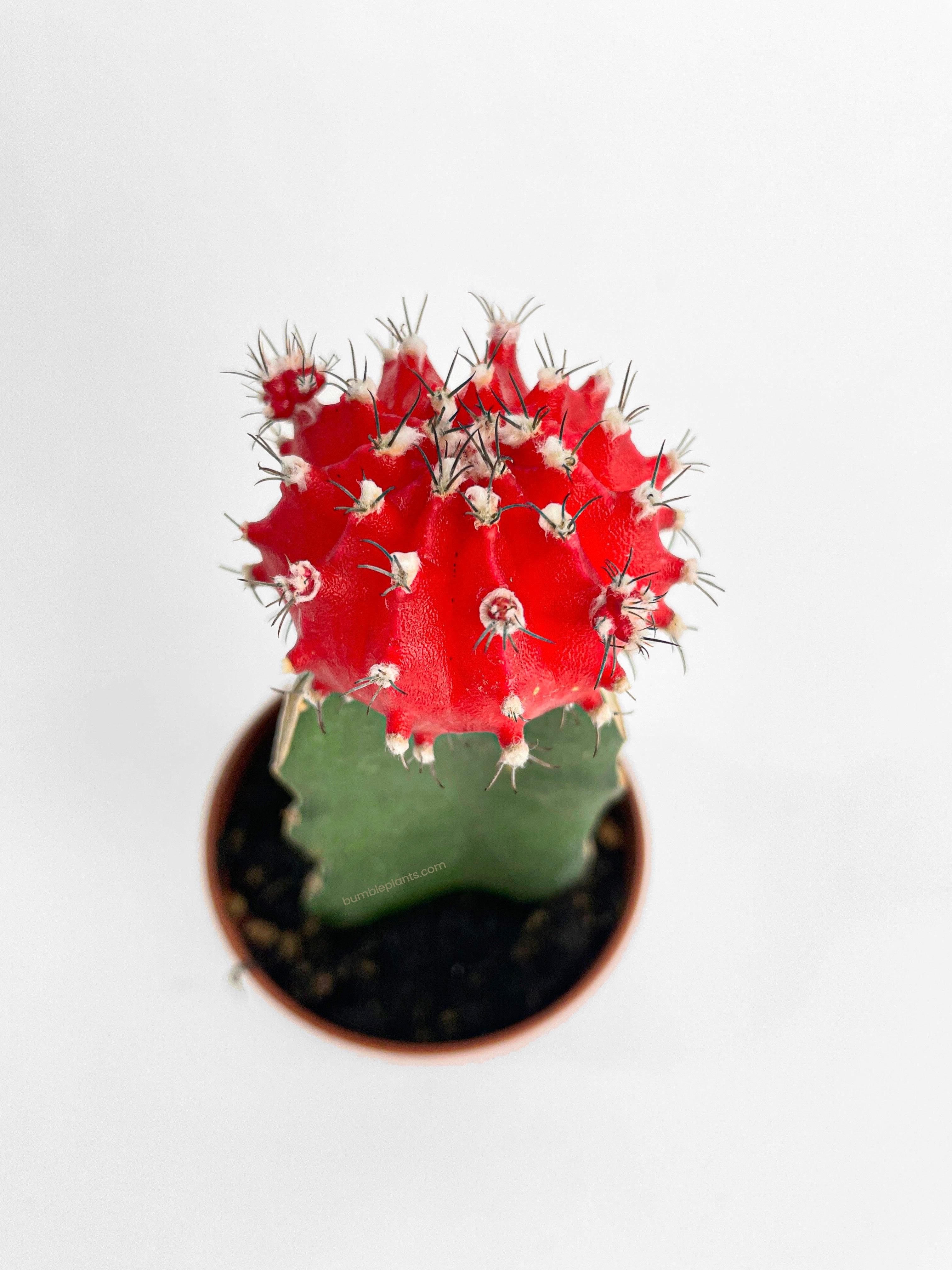 Moon Cactus Grafted 'Gymnocalicium Mihanovichii' - Bumble Plants