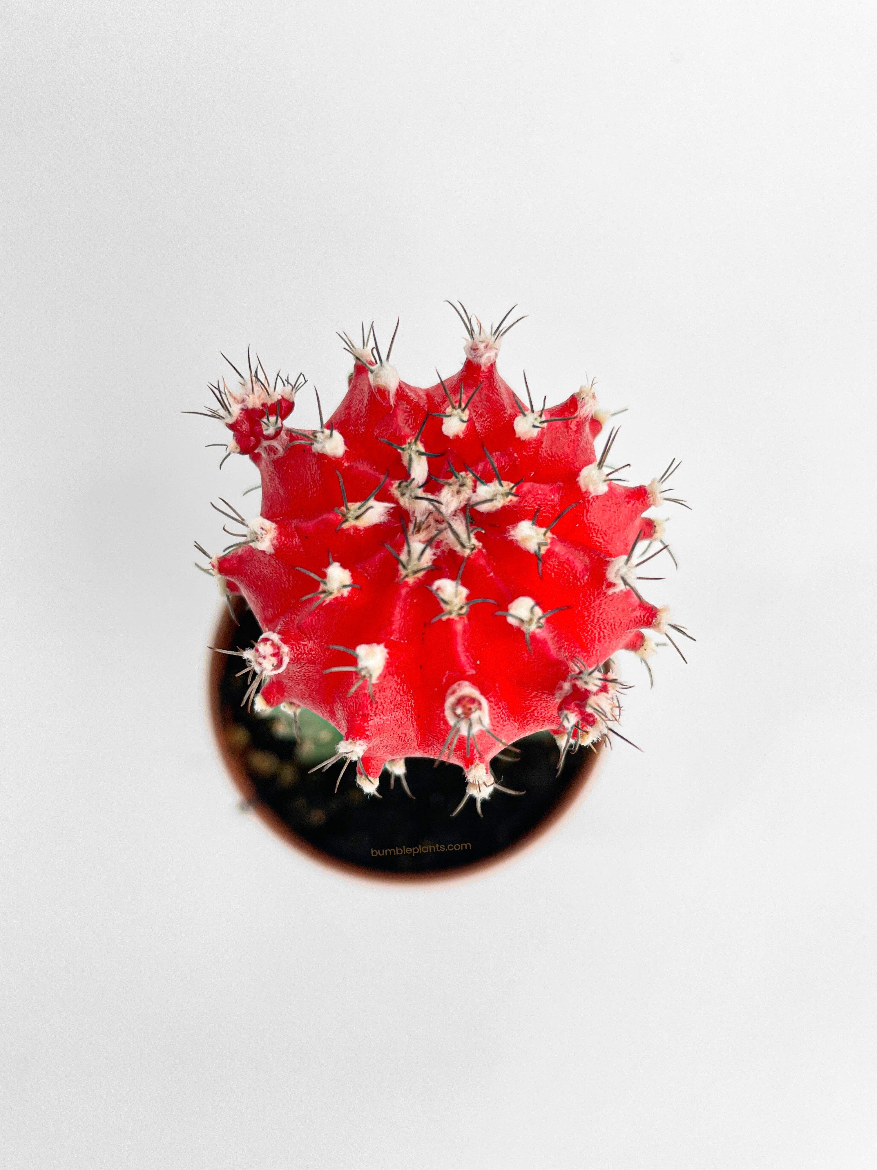 Moon Cactus Grafted 'Gymnocalicium Mihanovichii' - Bumble Plants