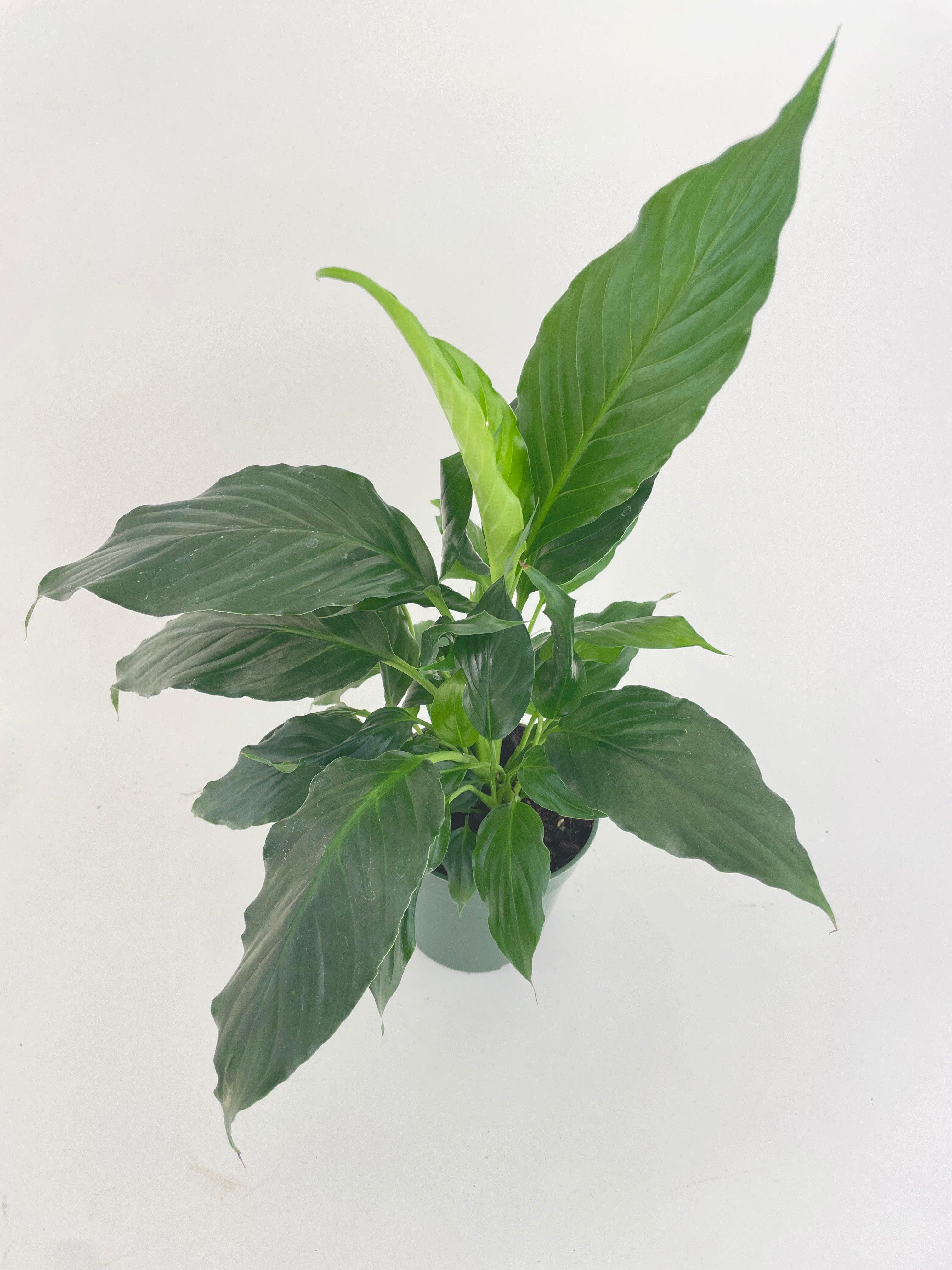 Peace Lily 'Spathiphyllum Wallisii' - Bumble Plants