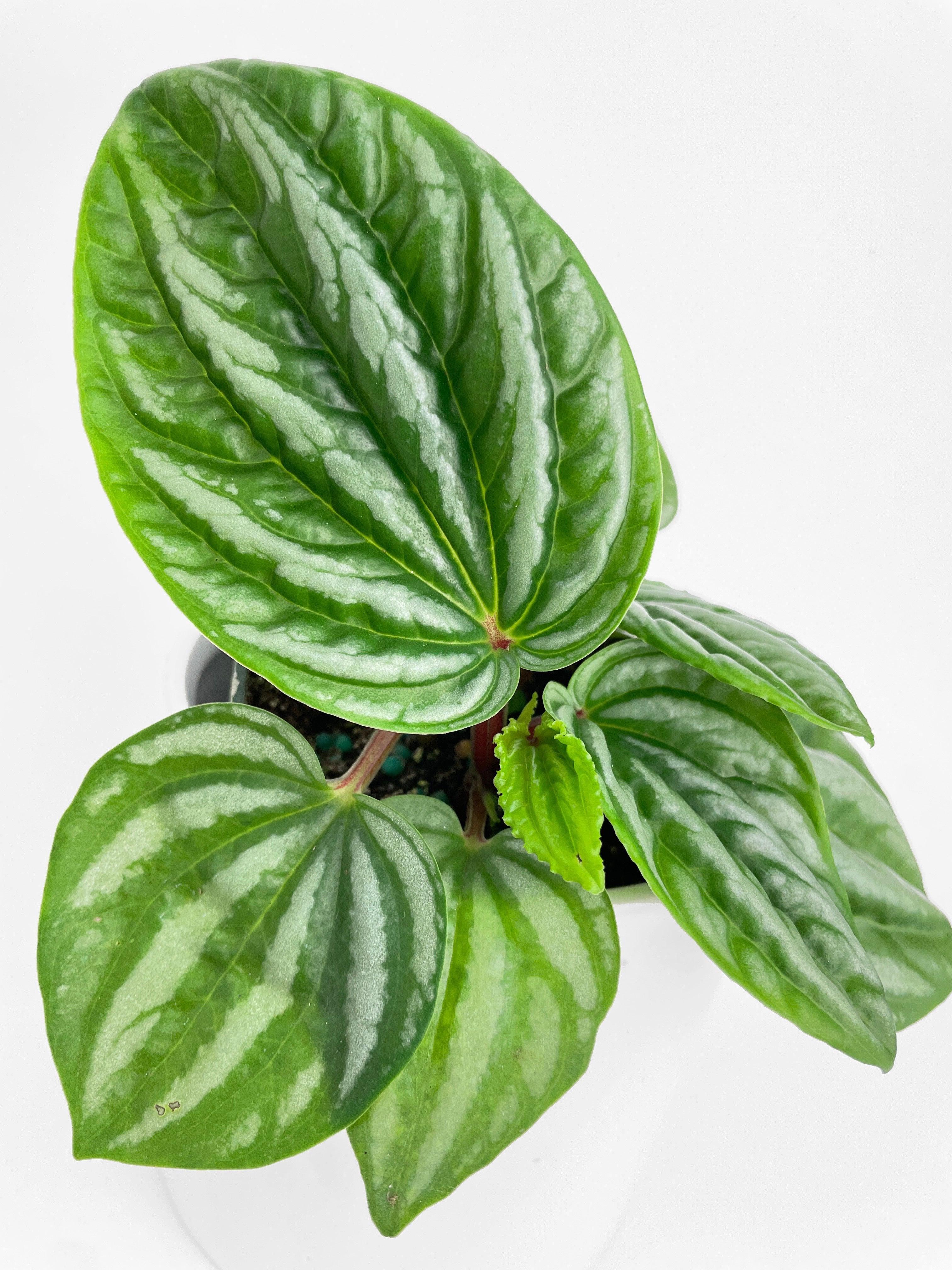 Peperomia Sp. Ecuador - Bumble Plants