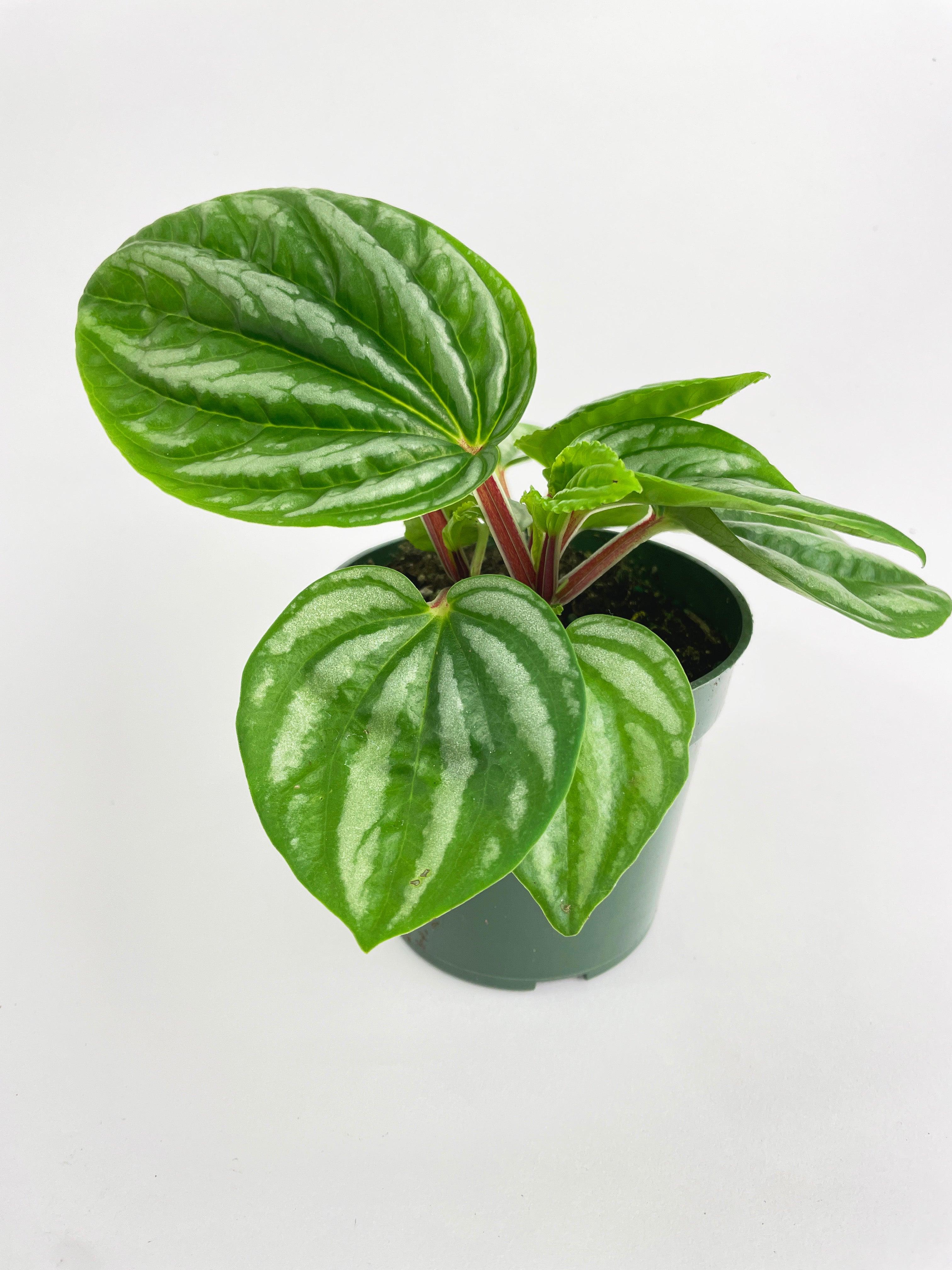 Peperomia Sp. Ecuador - Bumble Plants