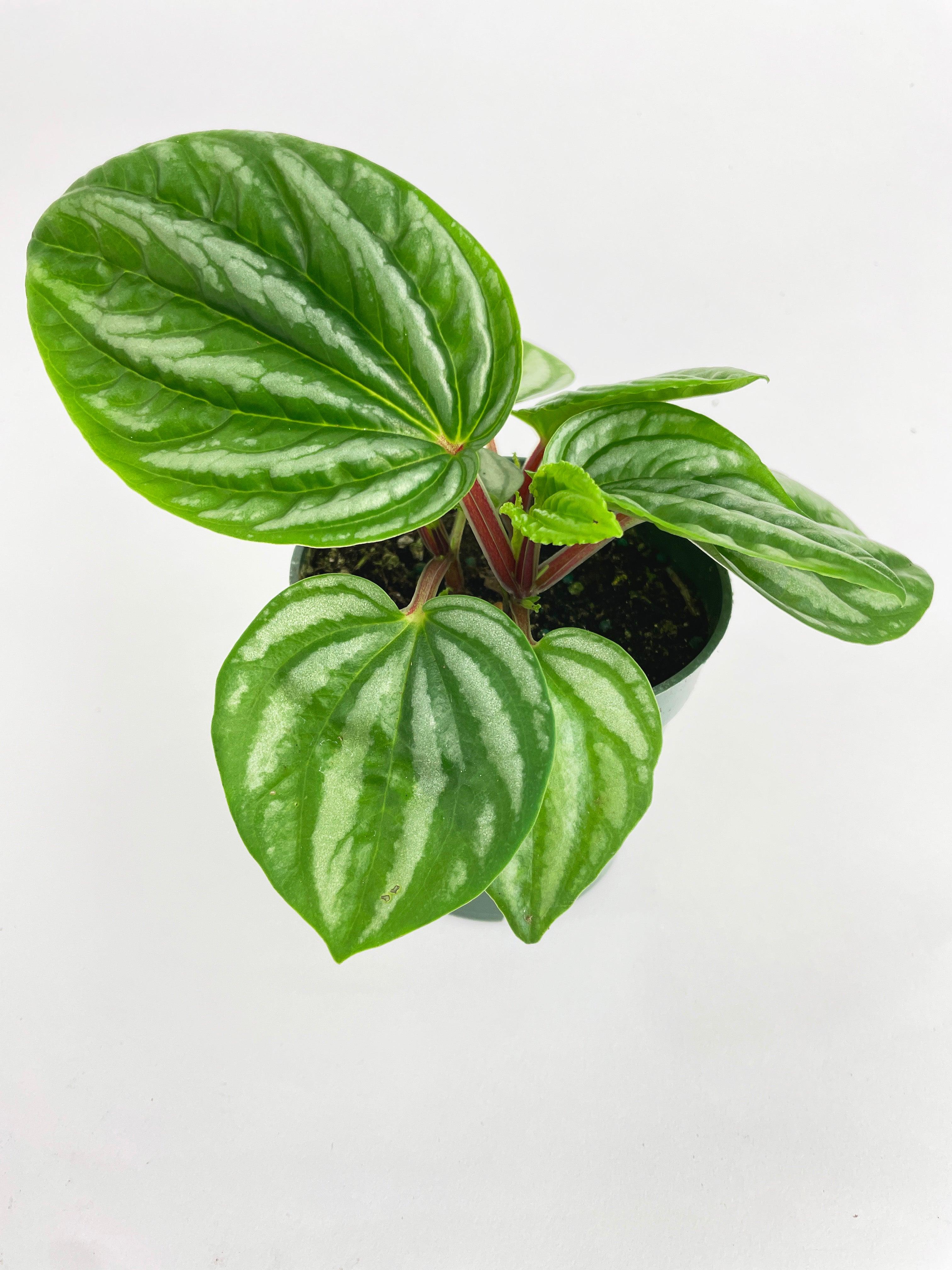 Peperomia Sp. Ecuador - Bumble Plants