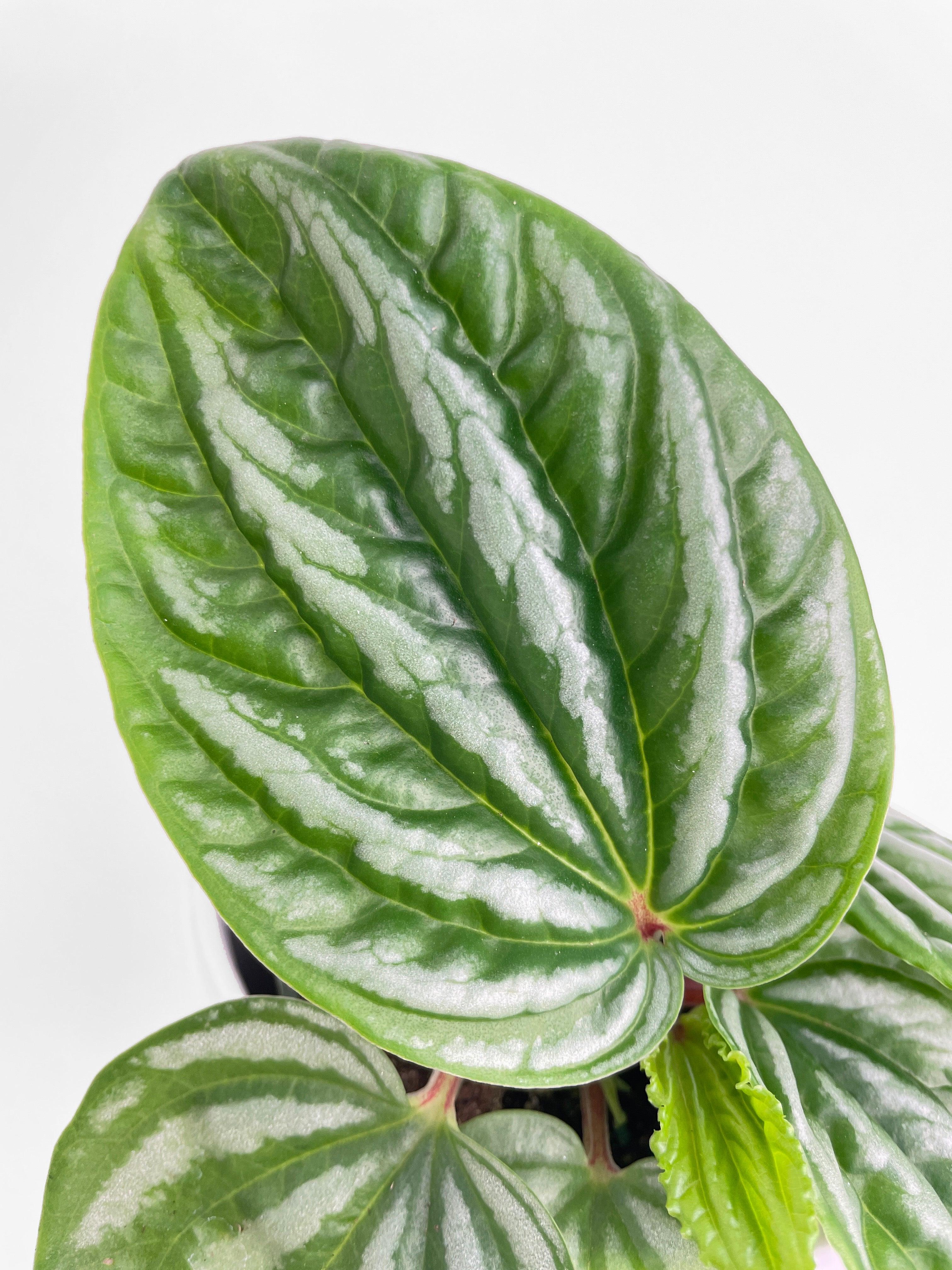 Peperomia Sp. Ecuador - Bumble Plants