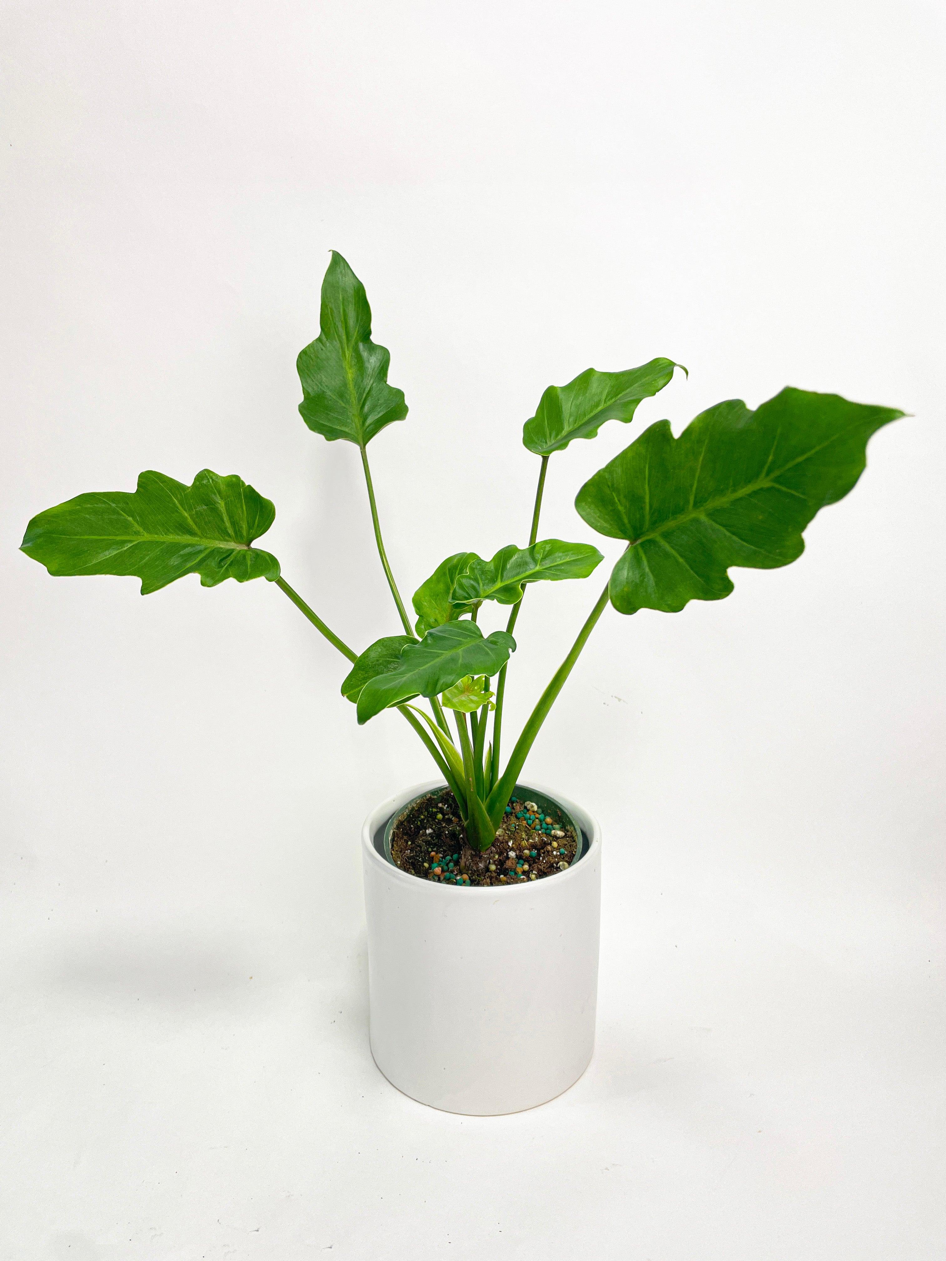Philodendron Bipinnatifidum Shangri-La - Bumble Plants