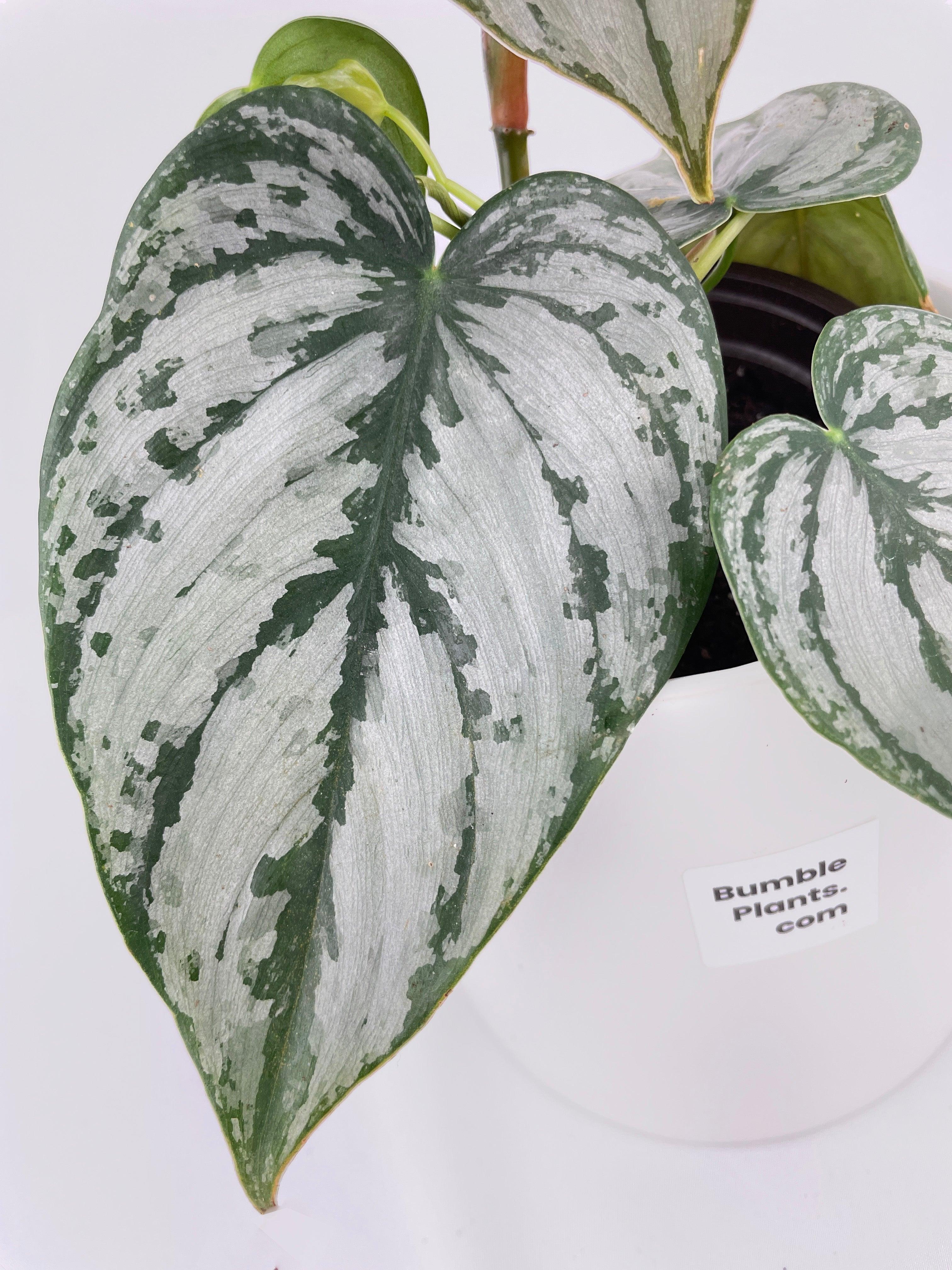 Philodendron Brandtianum Silver Leaf - Bumble Plants