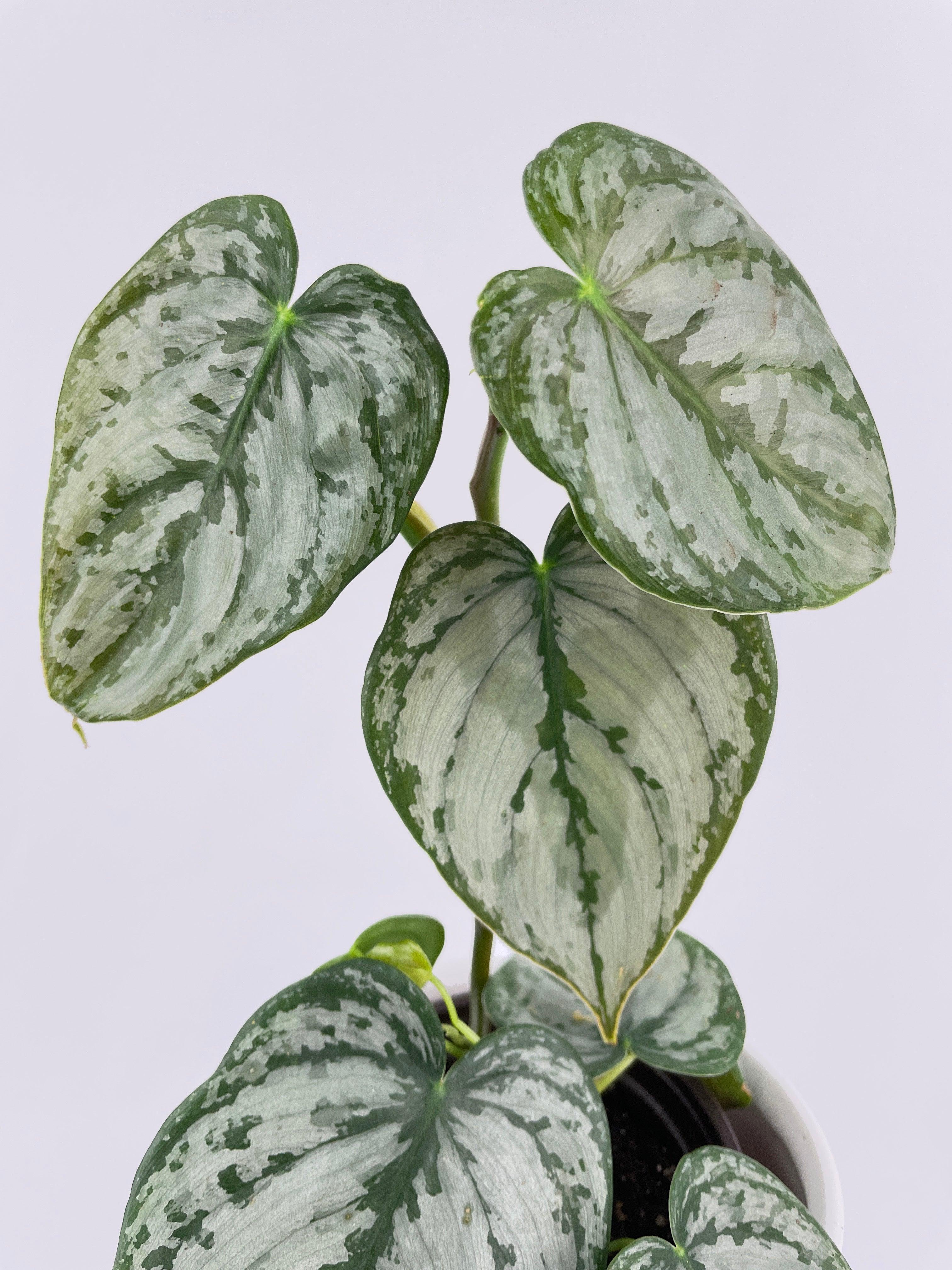 Philodendron Brandtianum Silver Leaf - Bumble Plants