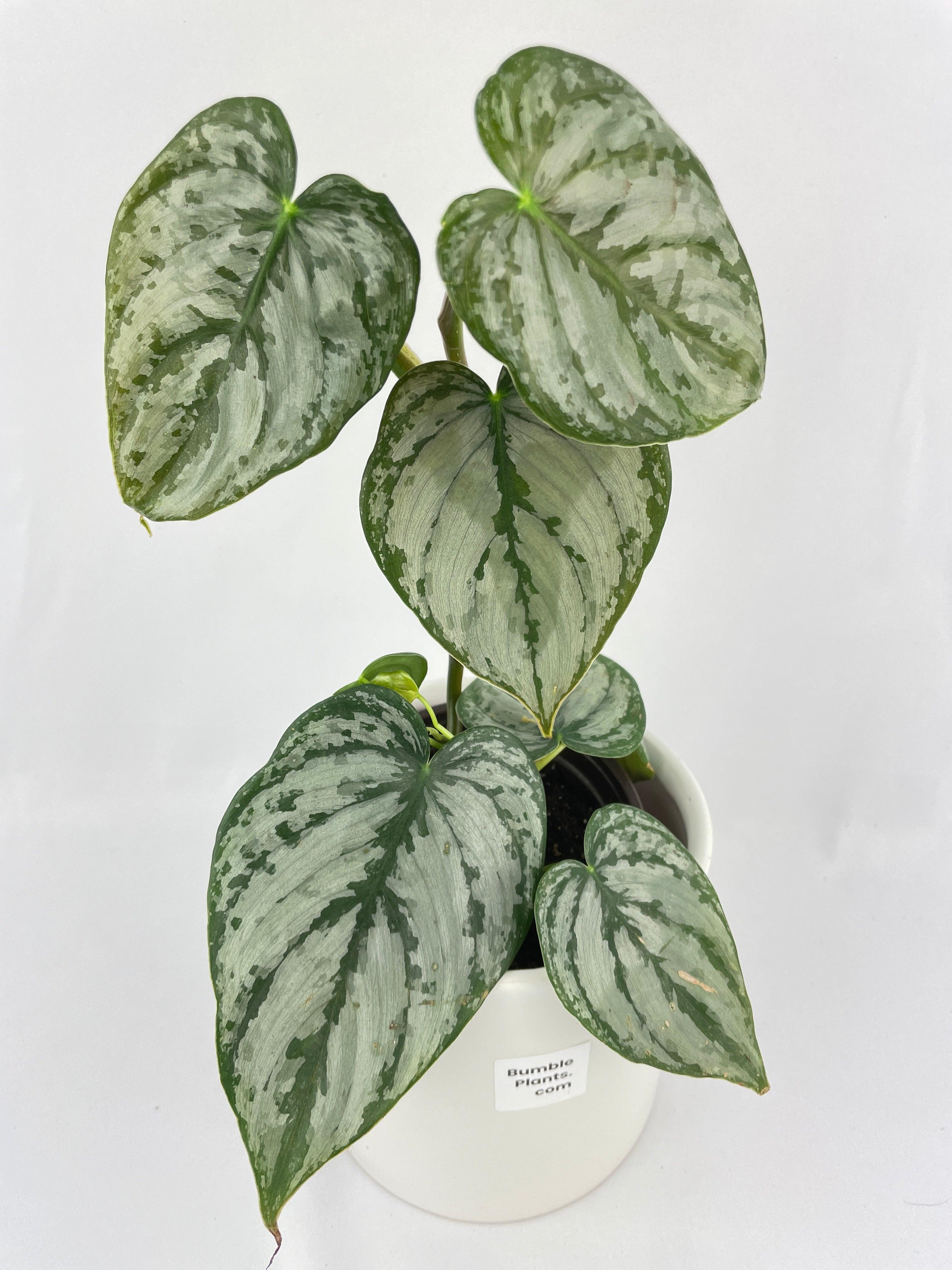Philodendron Brandtianum Silver Leaf - Bumble Plants