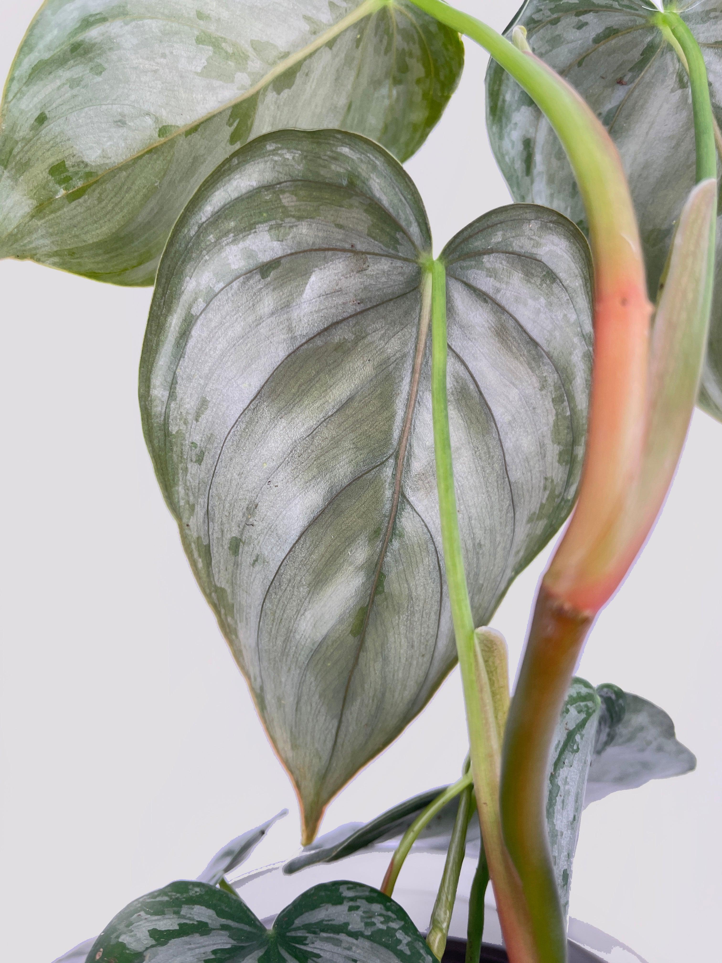 Philodendron Brandtianum Silver Leaf - Bumble Plants
