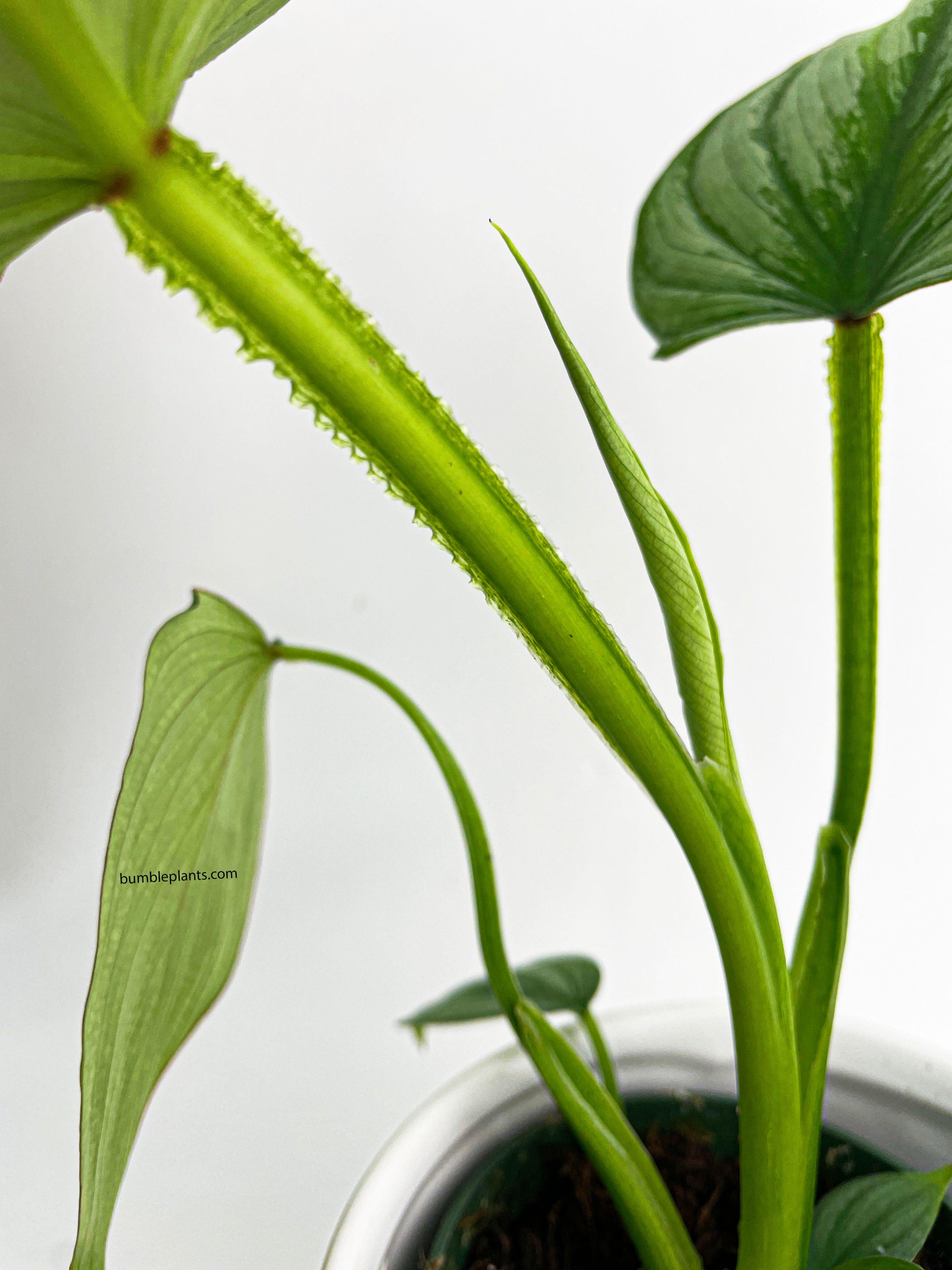 Philodendron Mamei 'Silver Cloud' - Bumble Plants