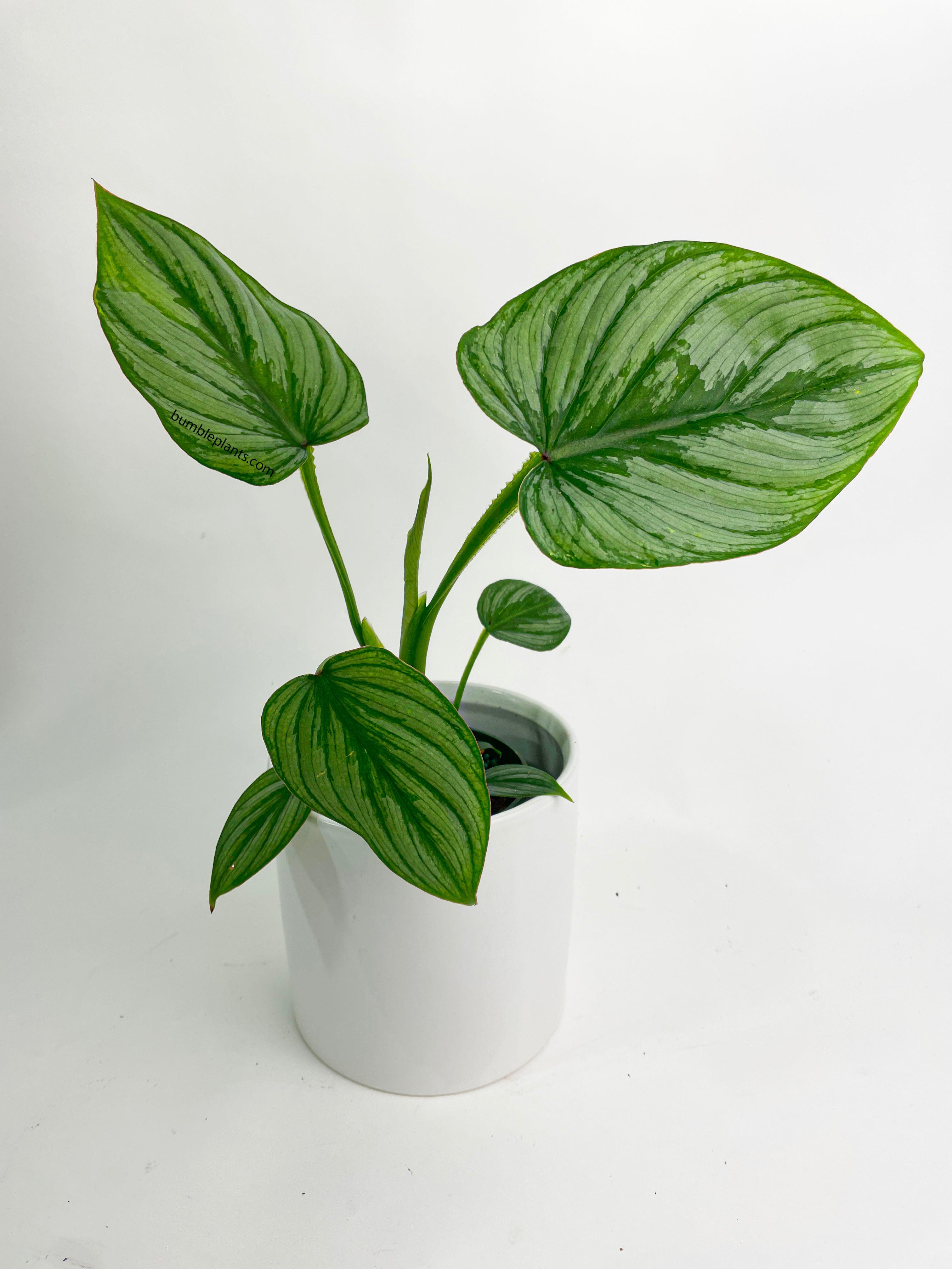 Philodendron Mamei 'Silver Cloud' - Bumble Plants