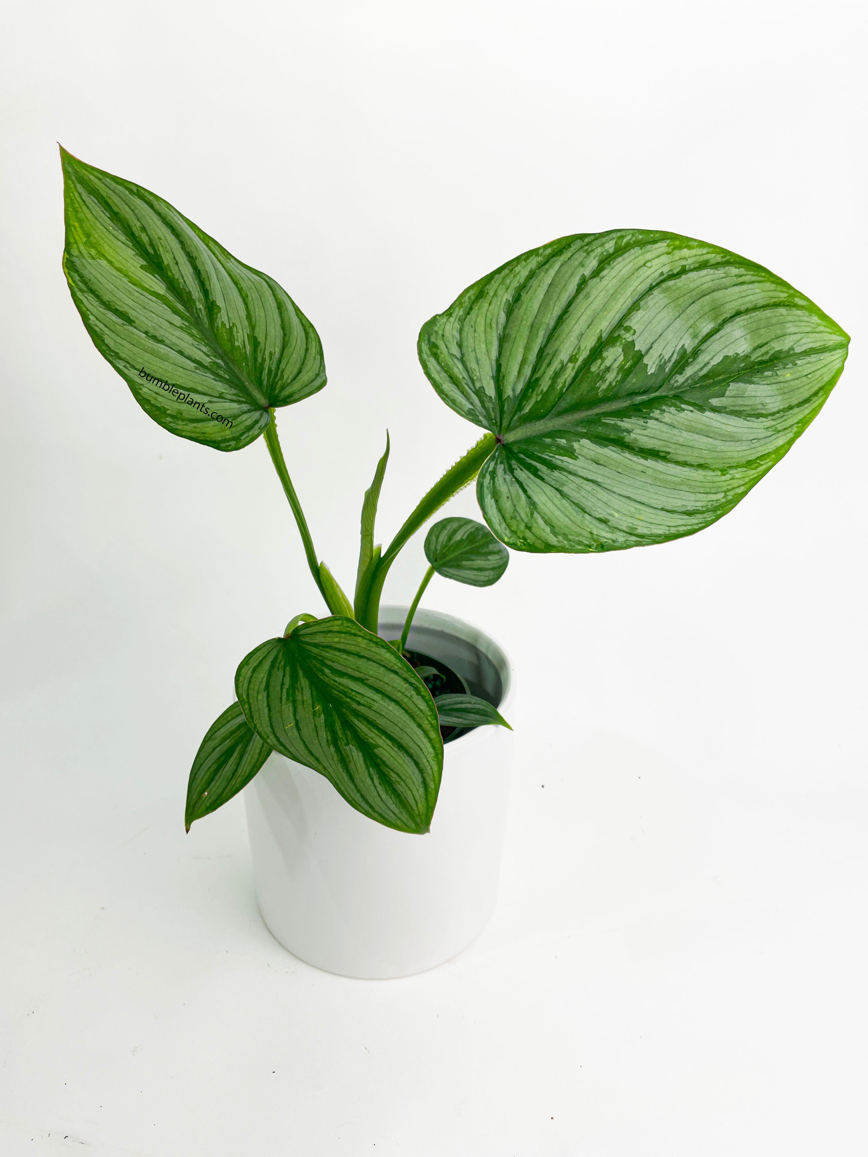Philodendron Mamei 'Silver Cloud' - Bumble Plants