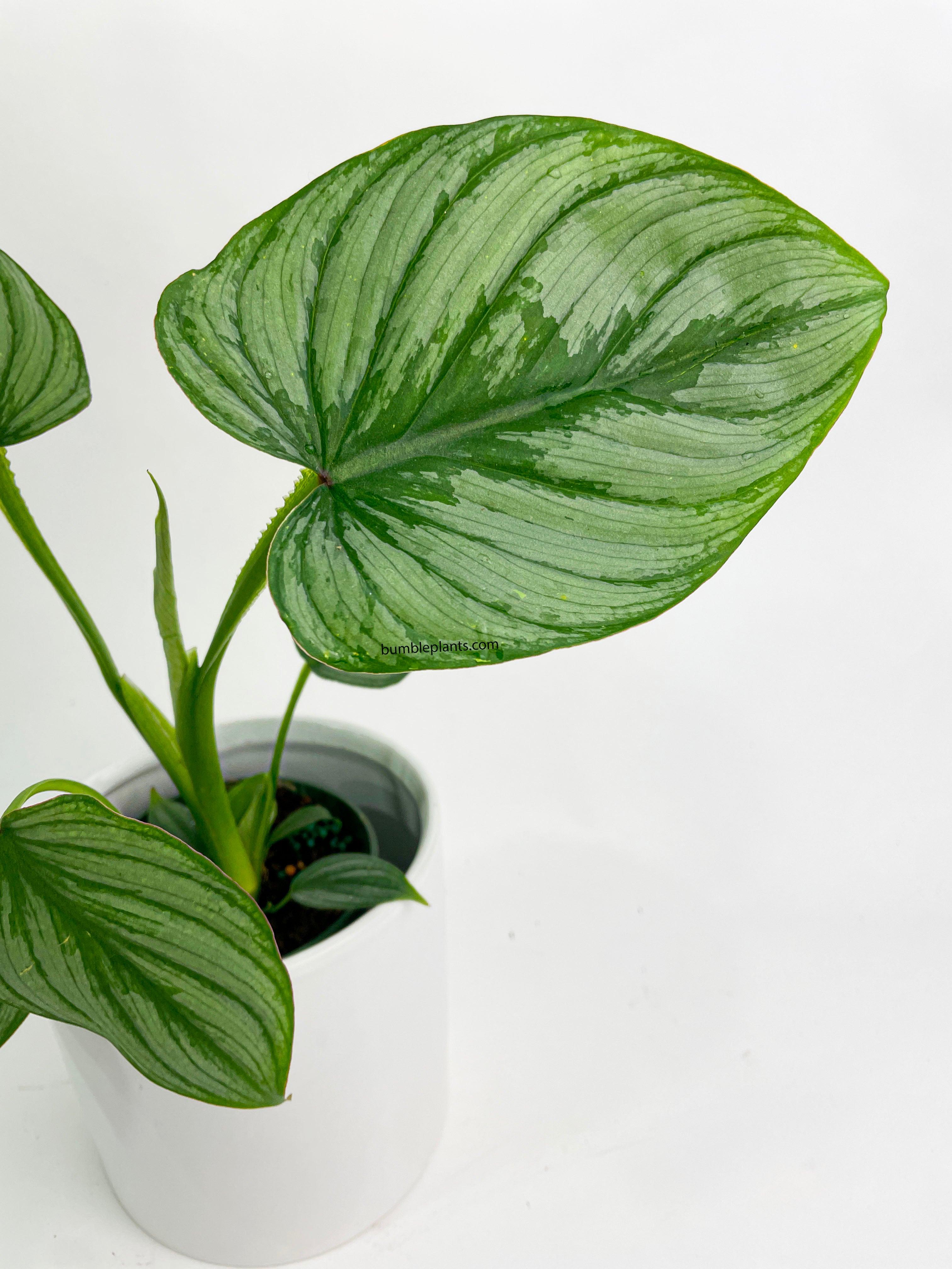 Philodendron Mamei 'Silver Cloud' - Bumble Plants