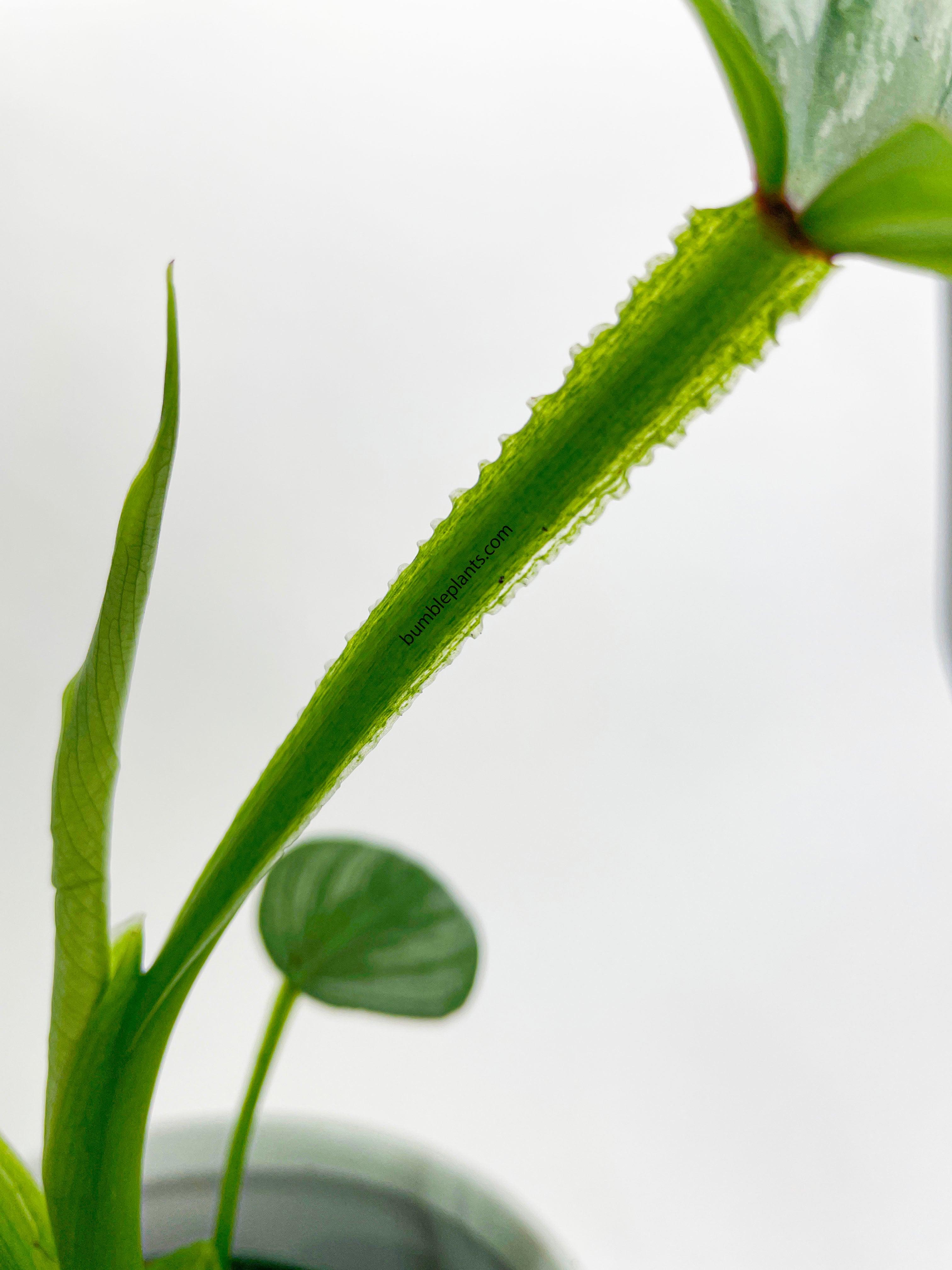 Philodendron Mamei 'Silver Cloud' - Bumble Plants