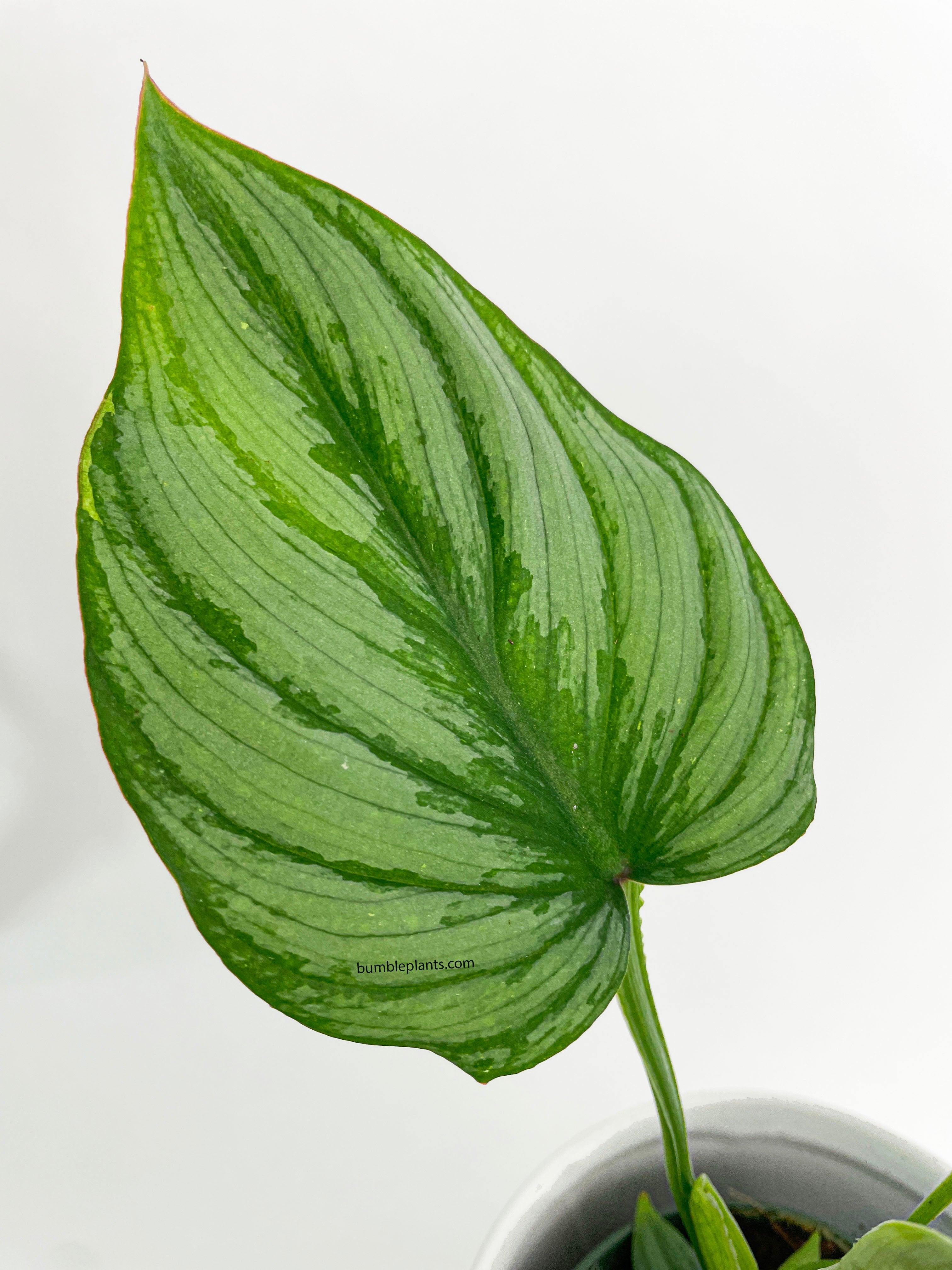 Philodendron Mamei 'Silver Cloud' - Bumble Plants