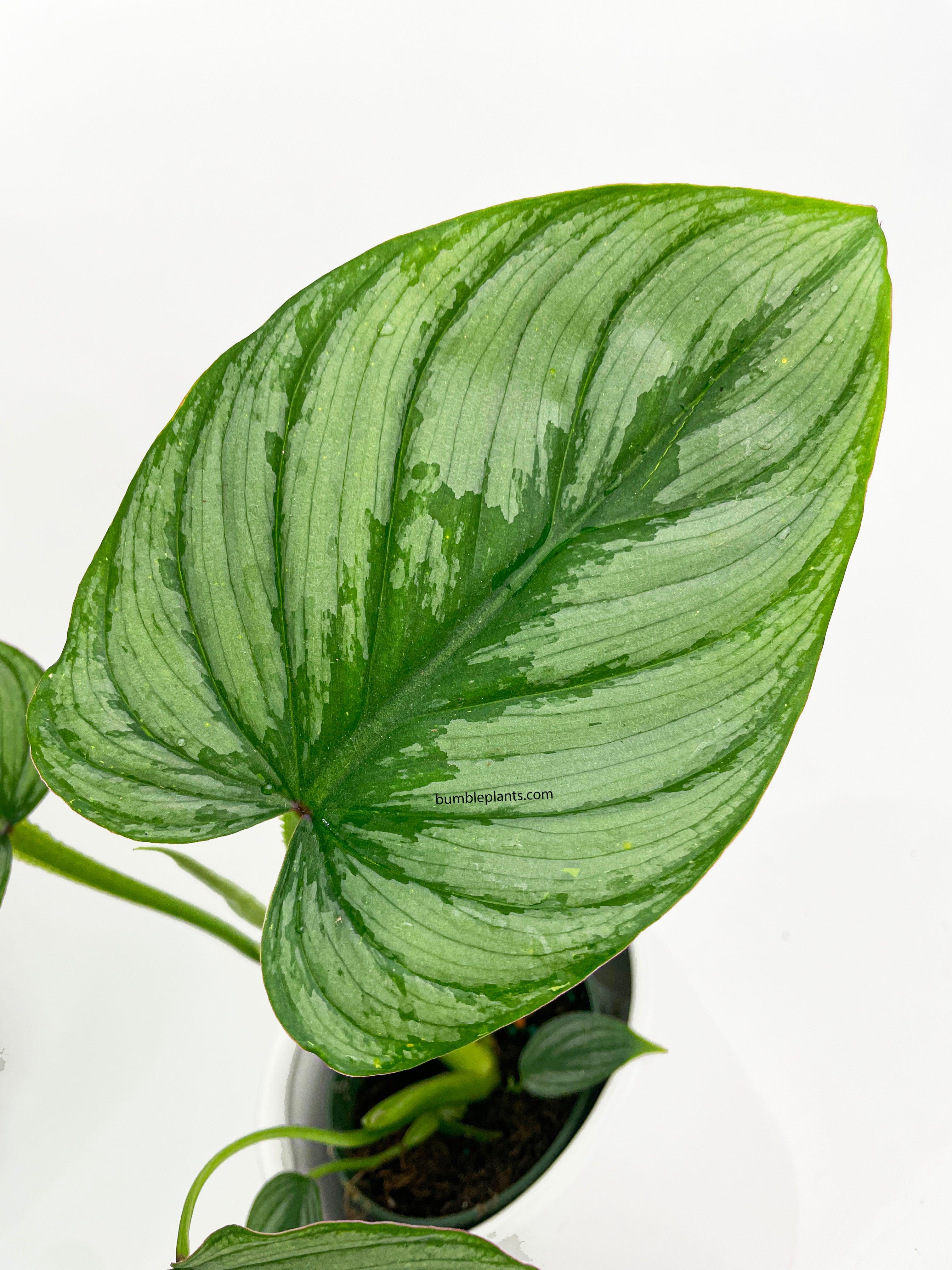 Philodendron Mamei 'Silver Cloud' - Bumble Plants