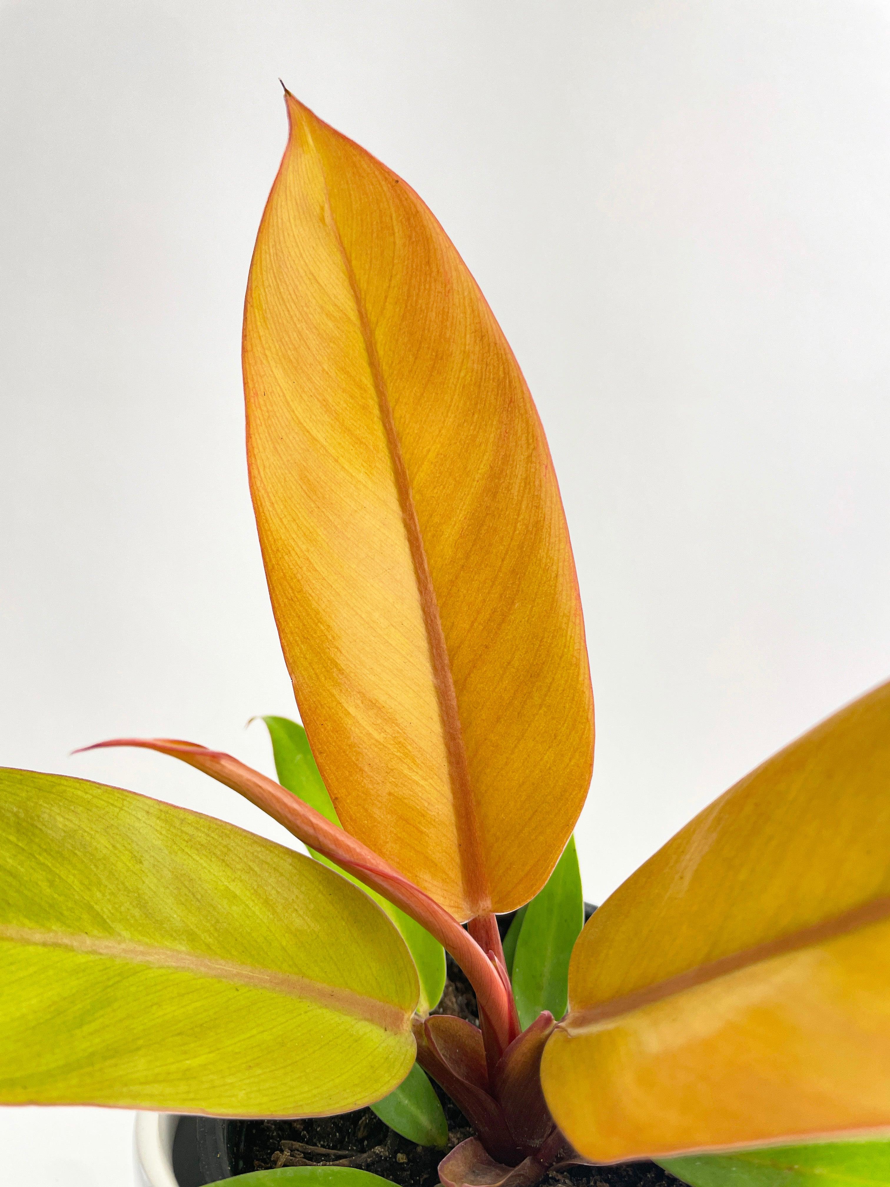 Philodendron Prince of Orange - Bumble Plants