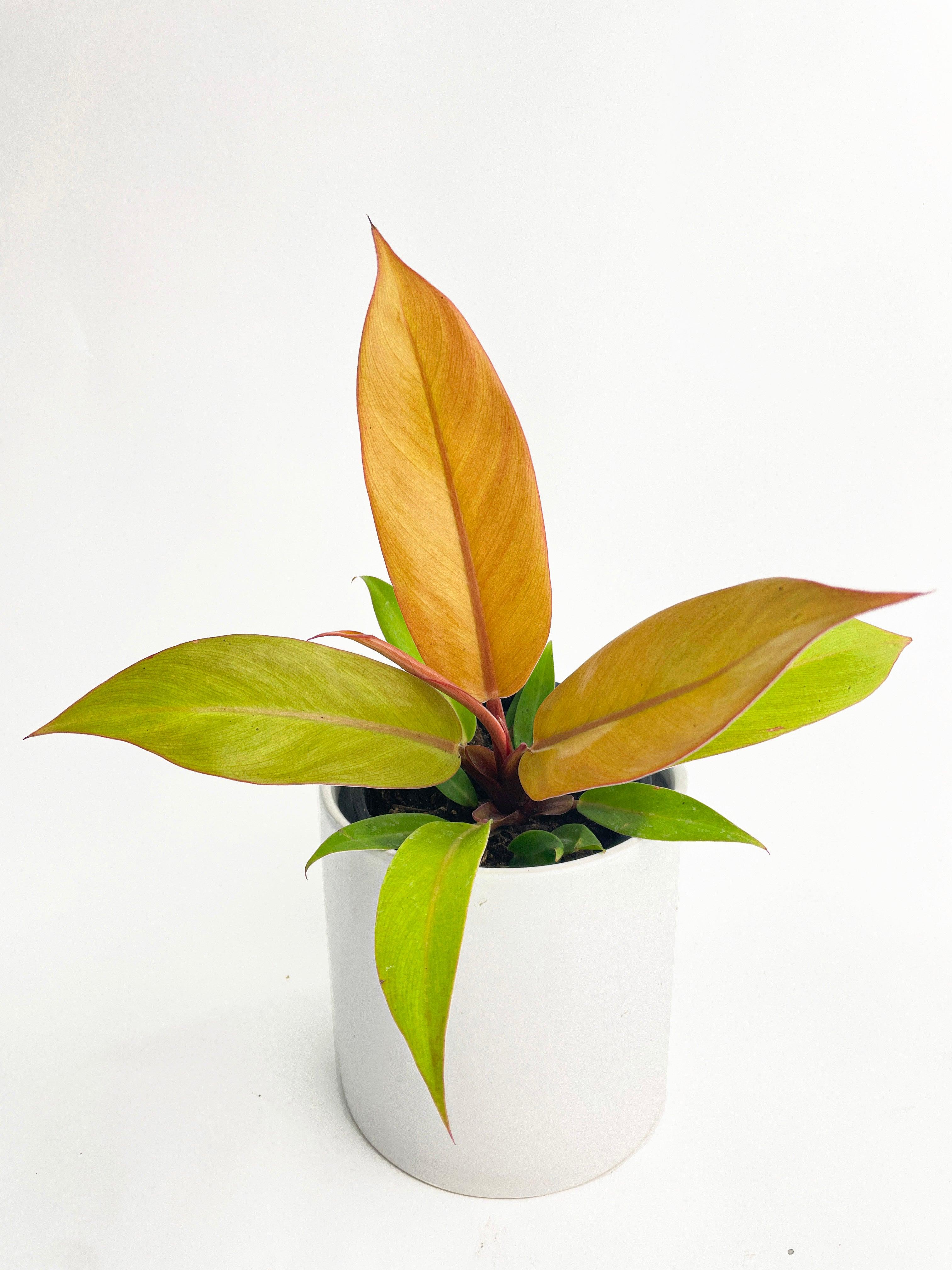 Philodendron Prince of Orange - Bumble Plants